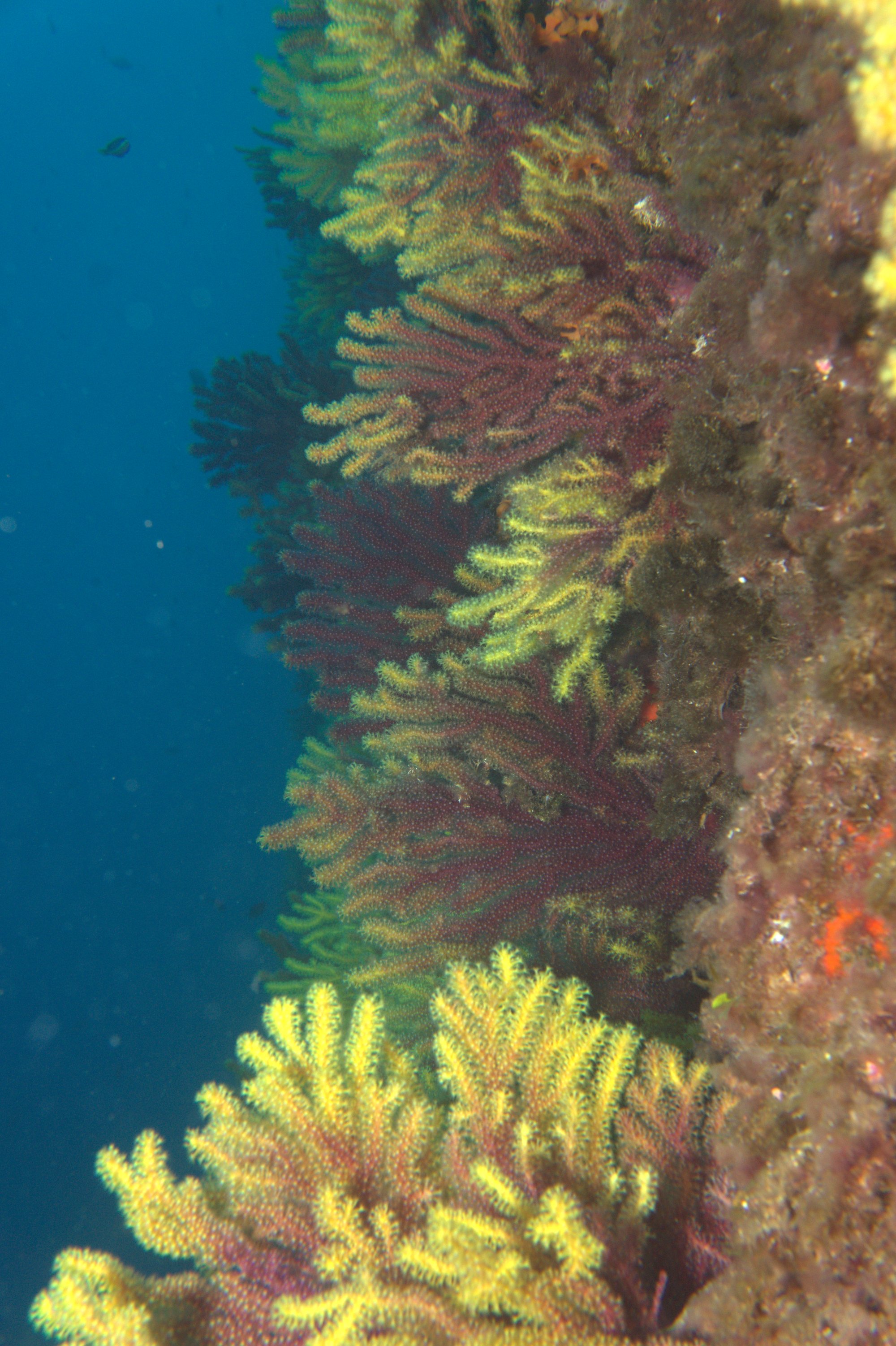 Gorgonia Roja, Paramuricea Clavata