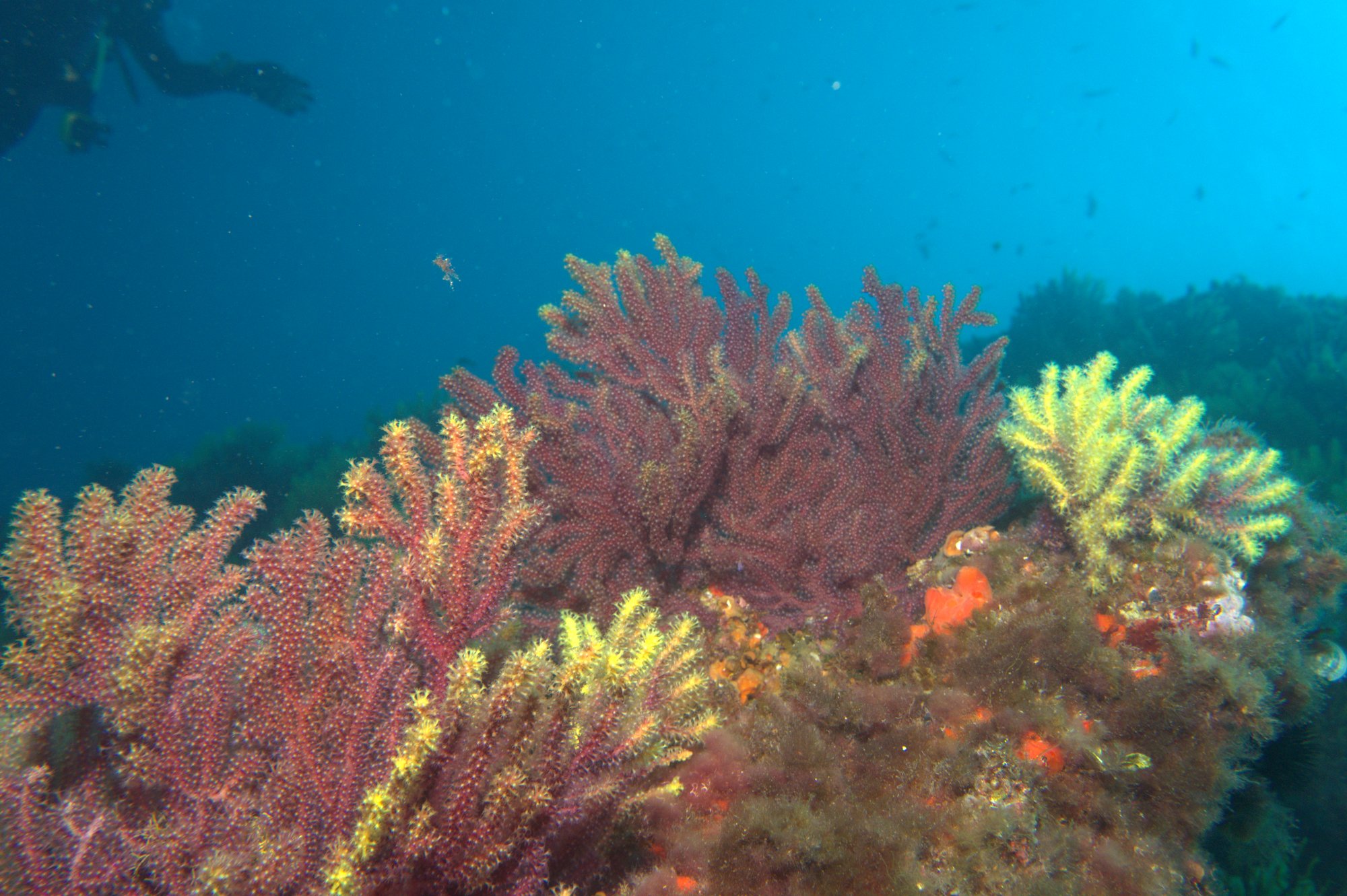 Gorgonia Roja, Paramuricea Clavata