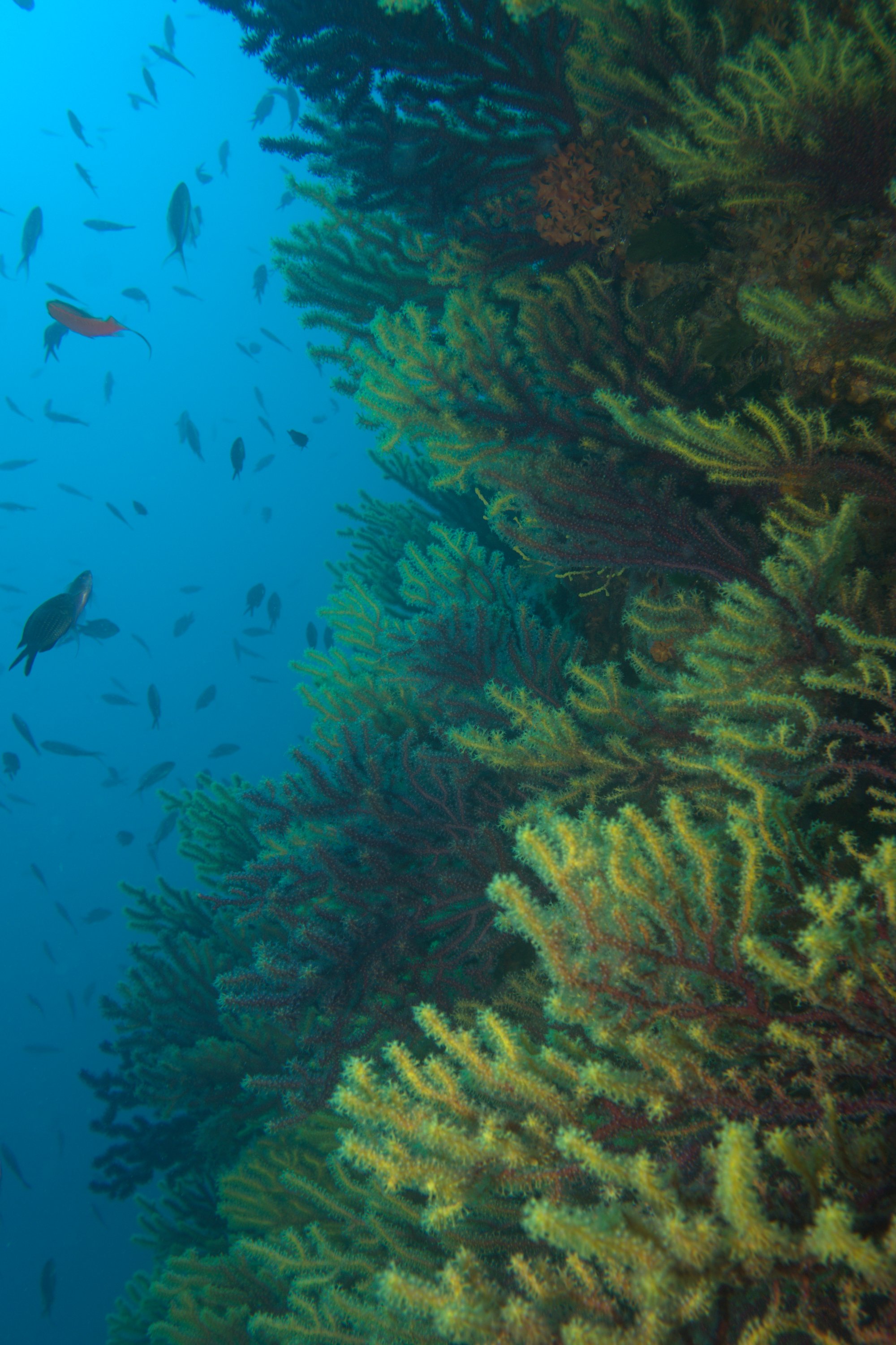 Gorgonia Roja, Paramuricea Clavata
