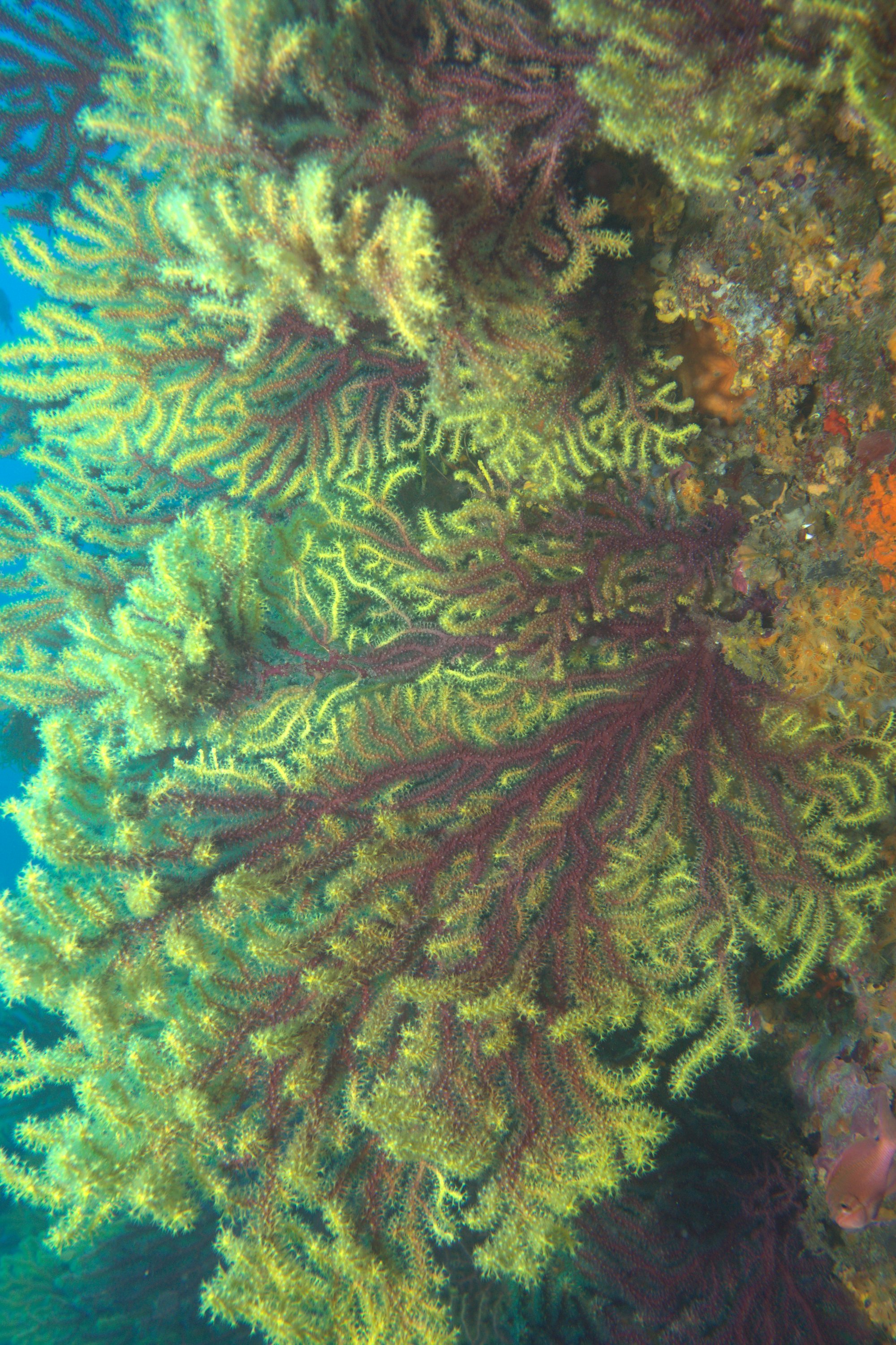 Gorgonia Roja, Paramuricea Clavata