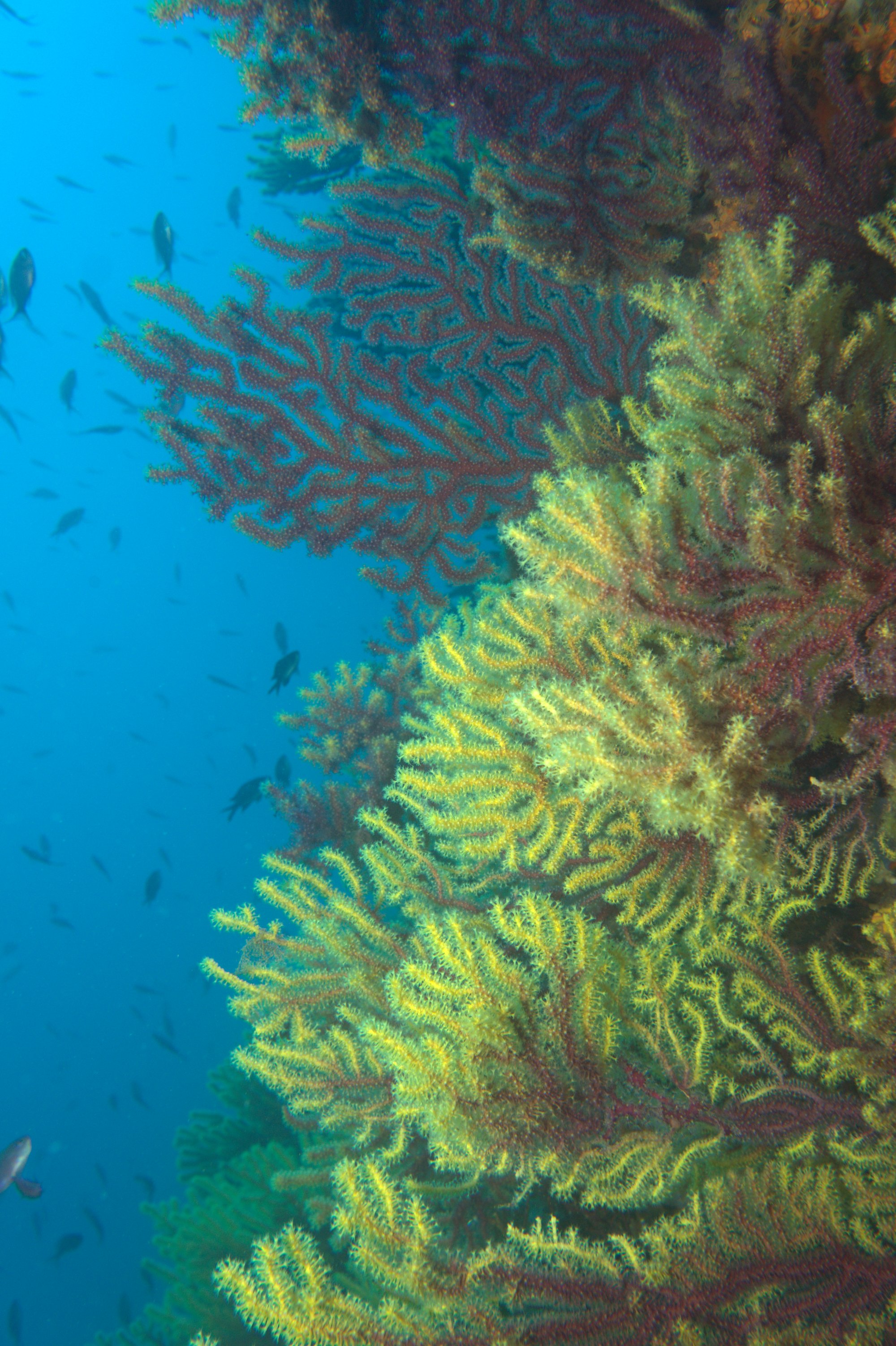 Gorgonia Roja, Paramuricea Clavata