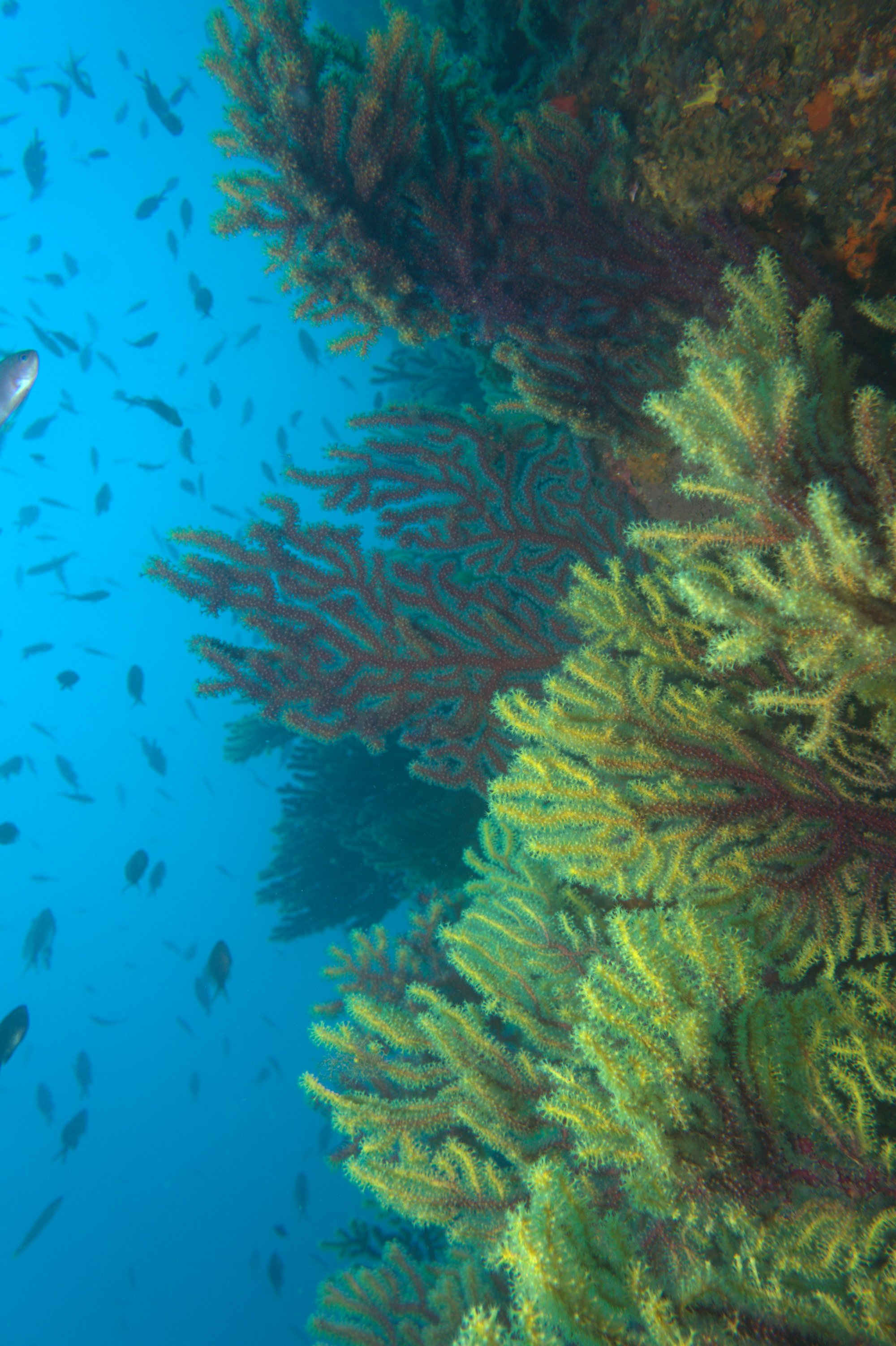 Gorgonia Roja, Paramuricea Clavata