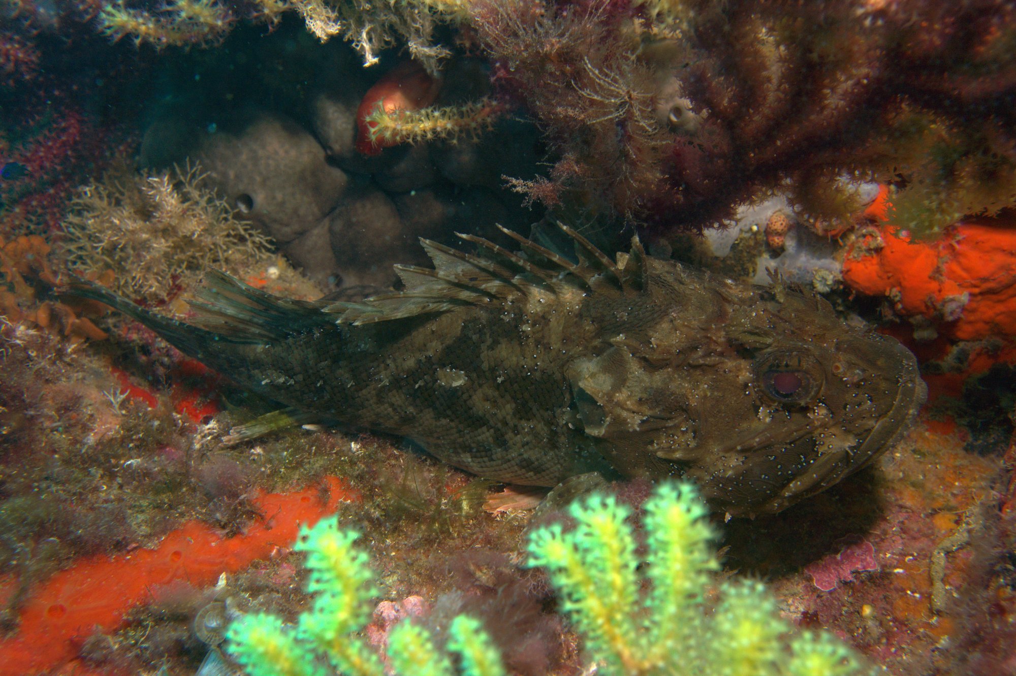 Scorpionfish