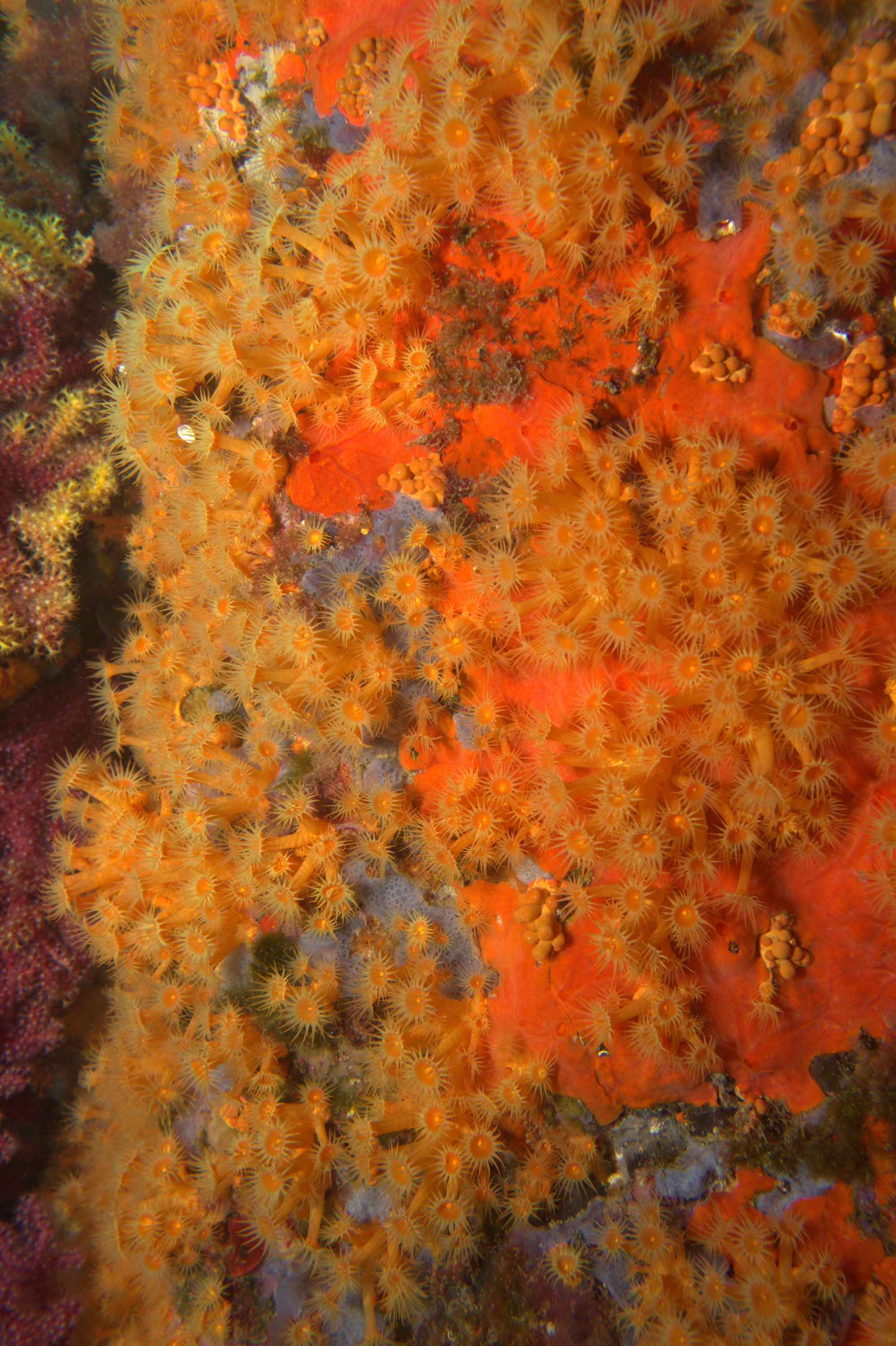 Astroides Calycularis