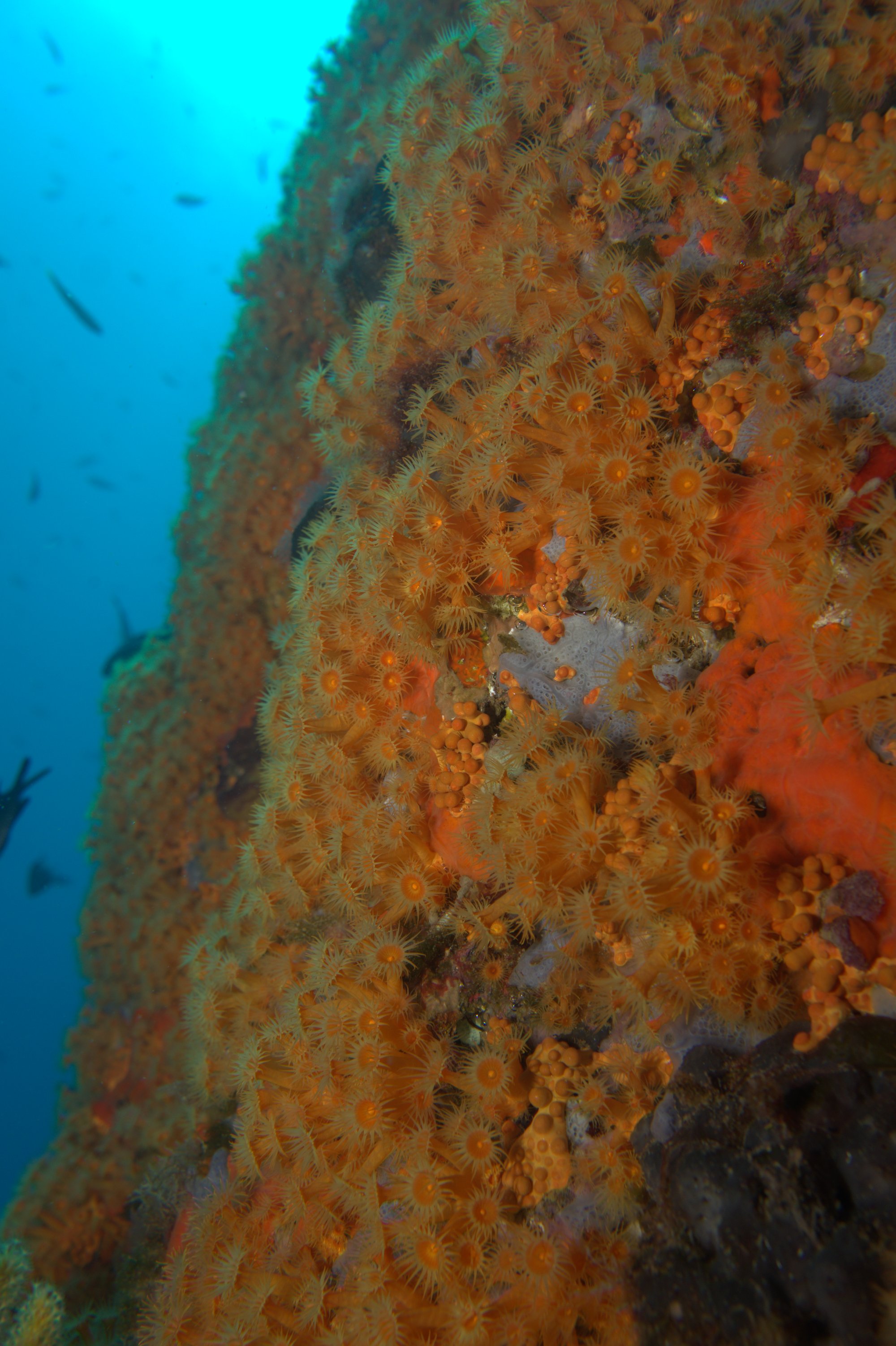 Astroides Calycularis