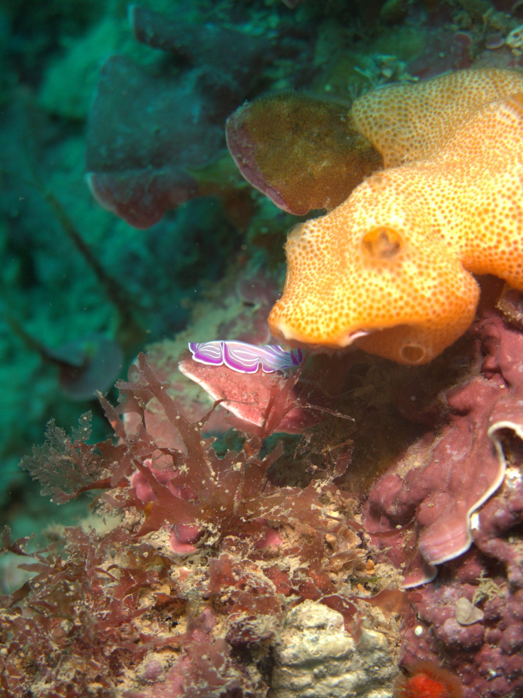 Nudibranch, Prostheceraeus Giesbrechtii