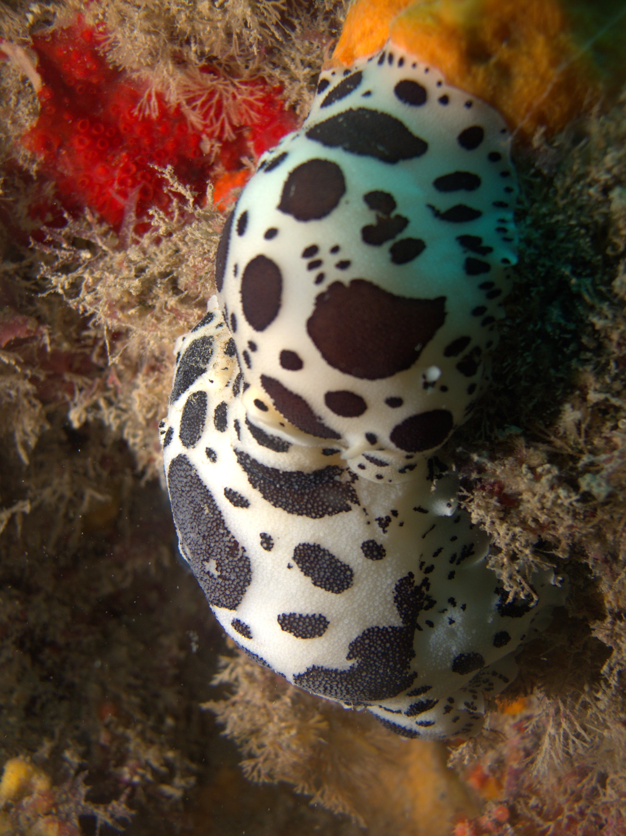 Discodoris Atromaculata, Spotted Doris, Vaquita Suiza