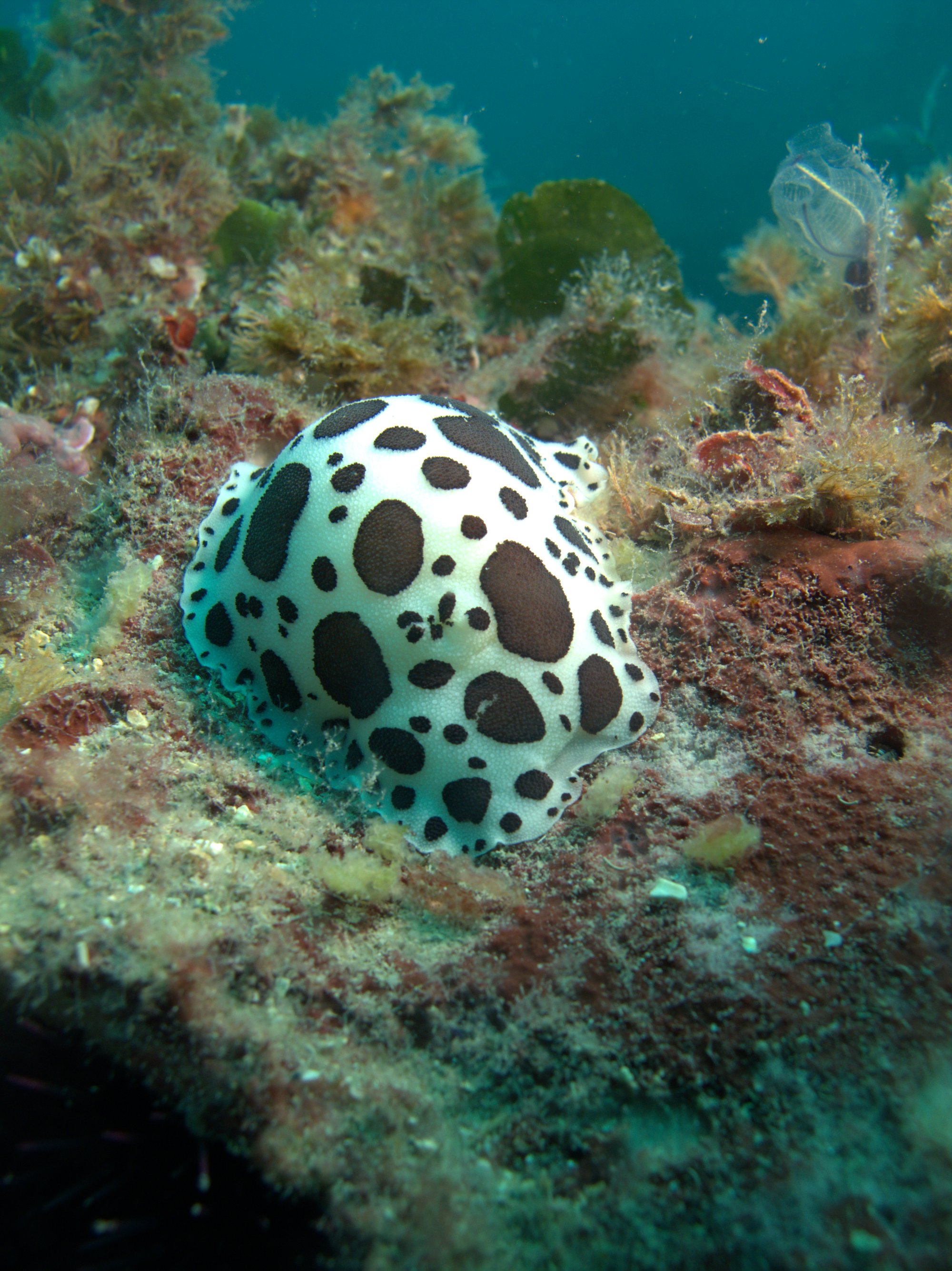 Discodoris Atromaculata, Spotted Doris, Vaquita Suiza
