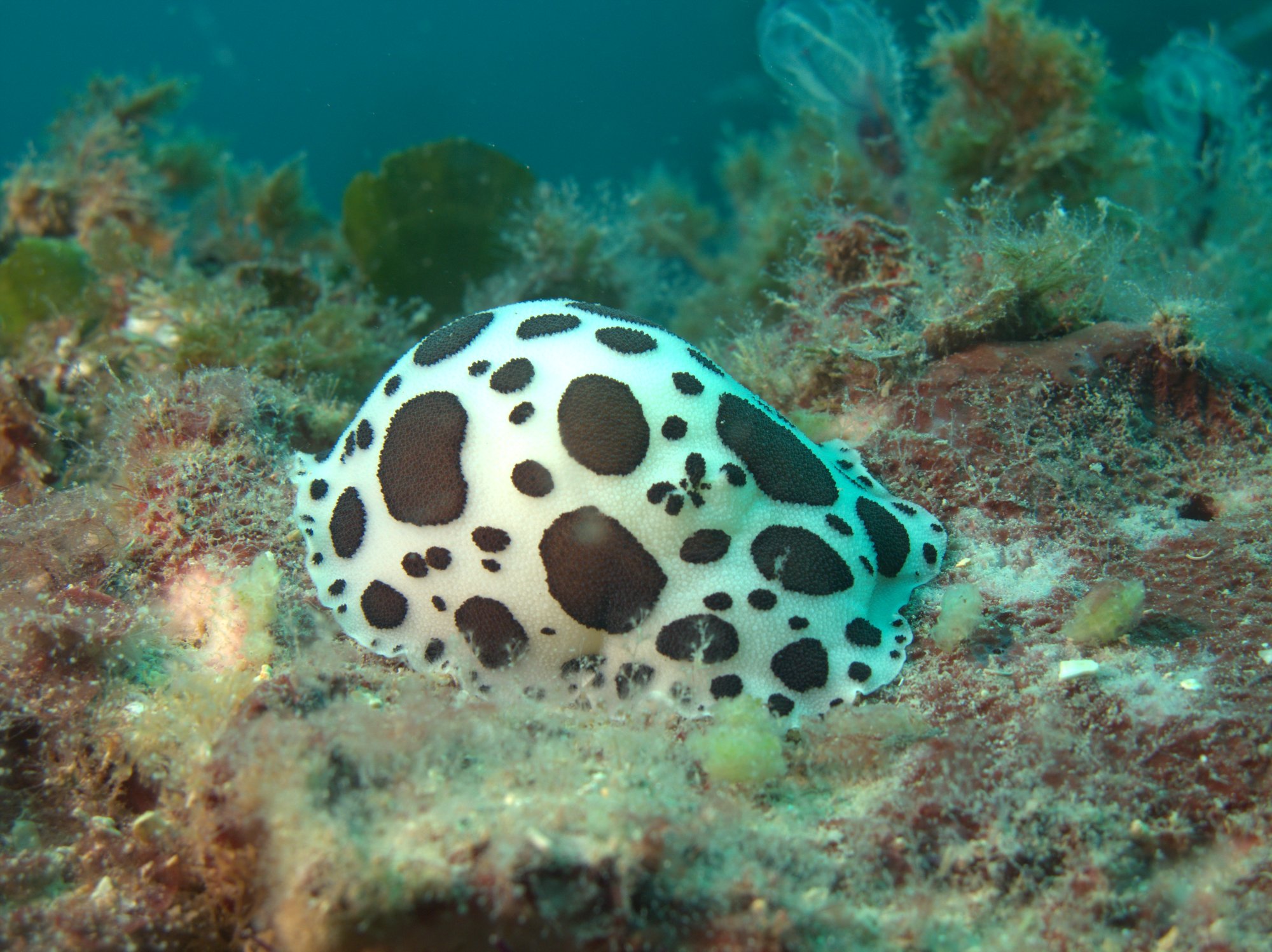 Discodoris Atromaculata, Spotted Doris, Vaquita Suiza