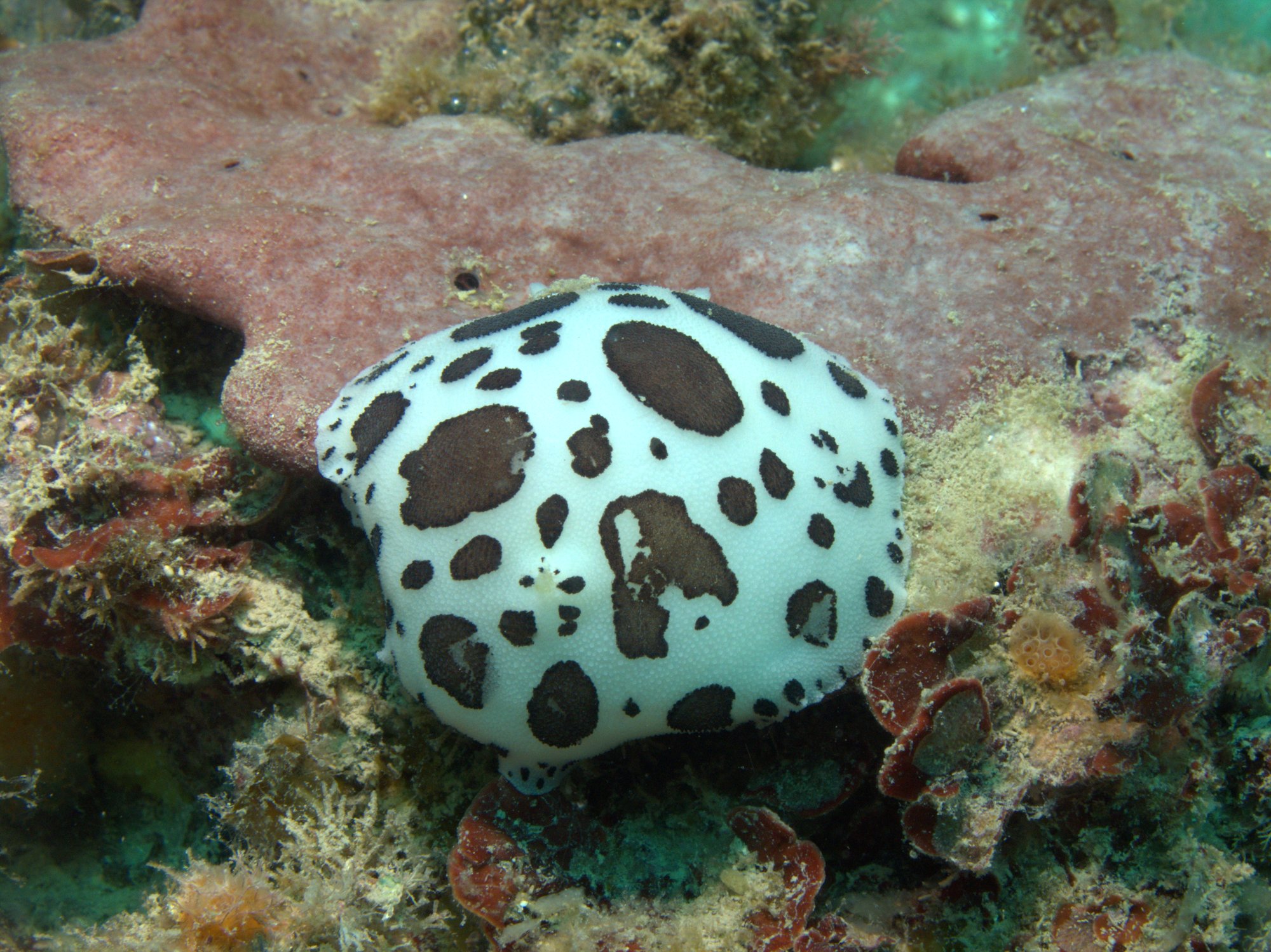 Discodoris Atromaculata, Spotted Doris, Vaquita Suiza