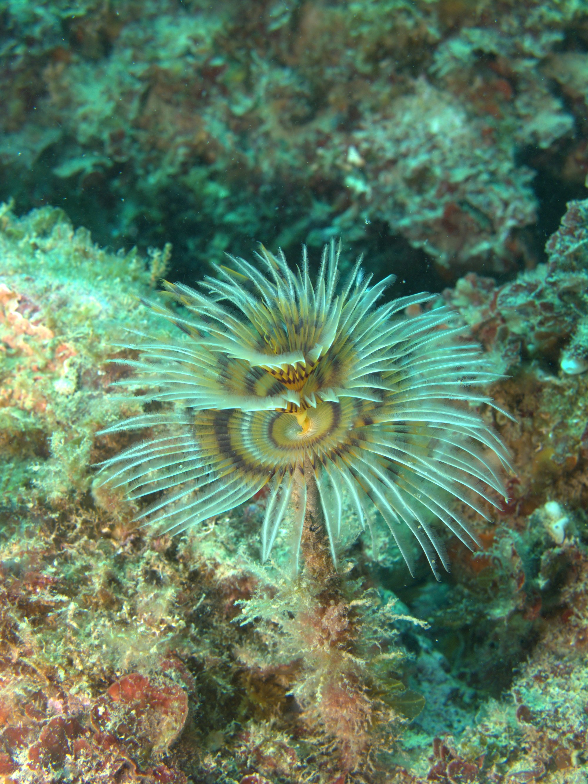 Tubeworm