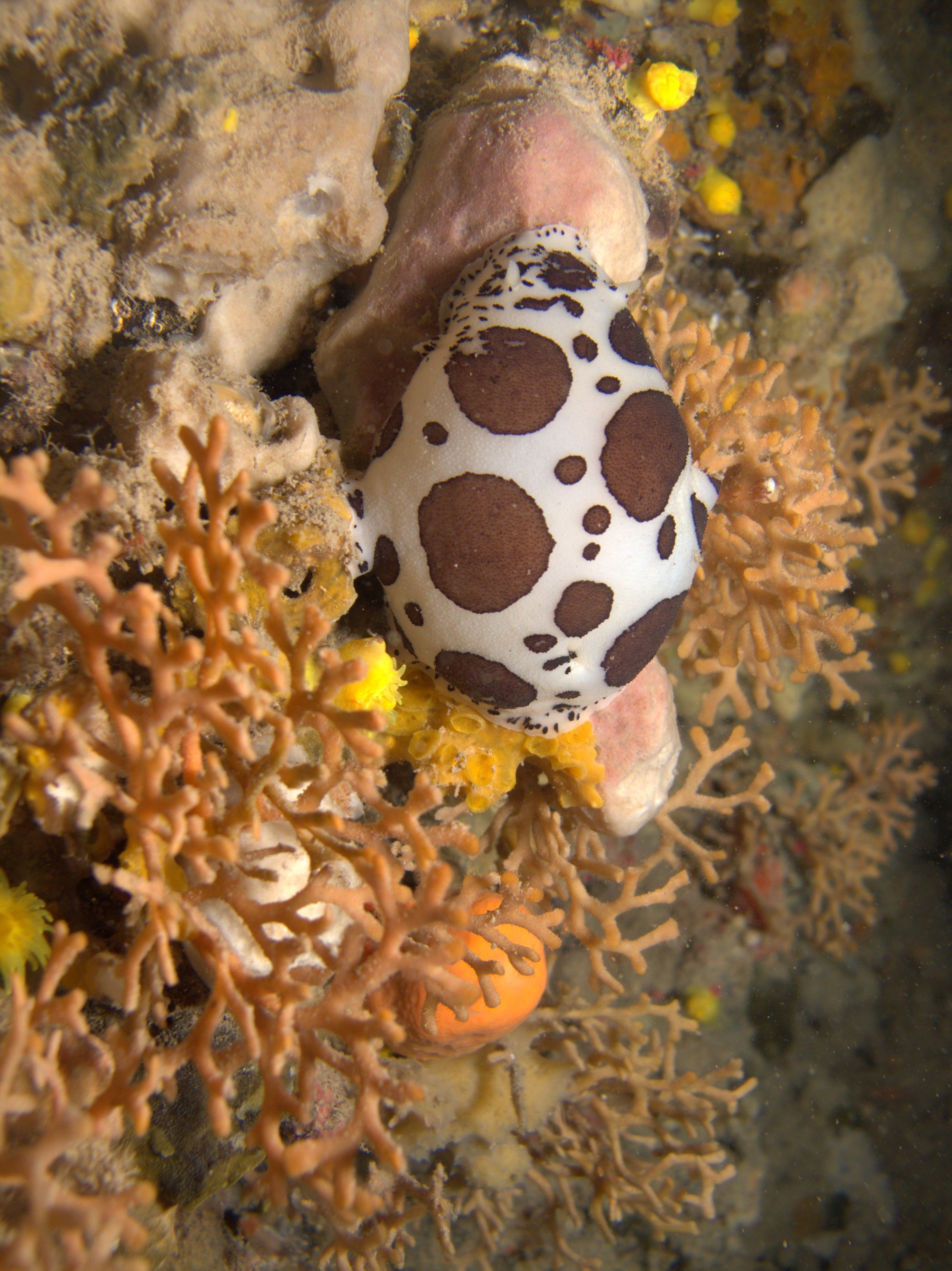Discodoris Atromaculata, Spotted Doris, Vaquita Suiza