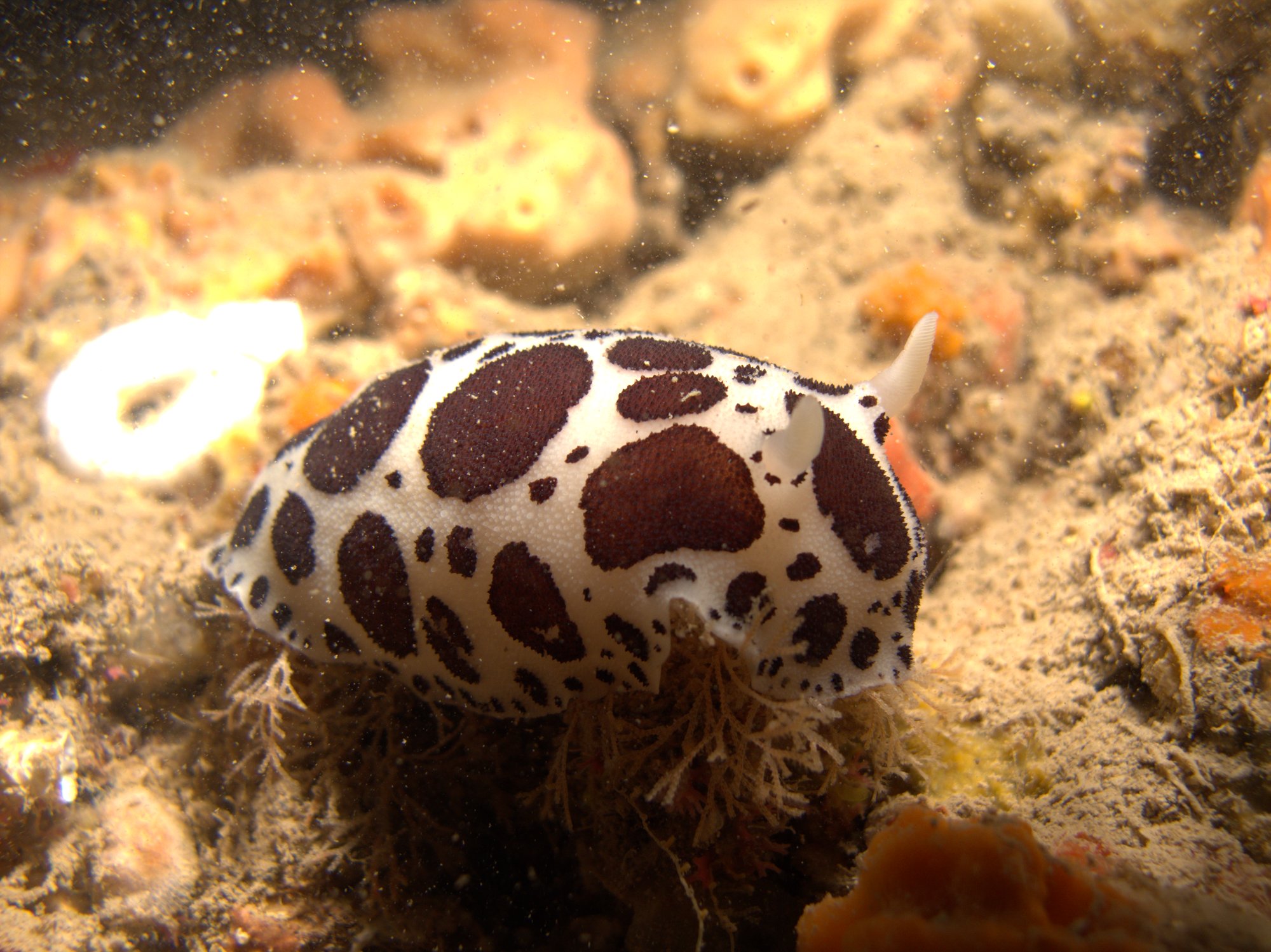 Discodoris Atromaculata, Spotted Doris, Vaquita Suiza