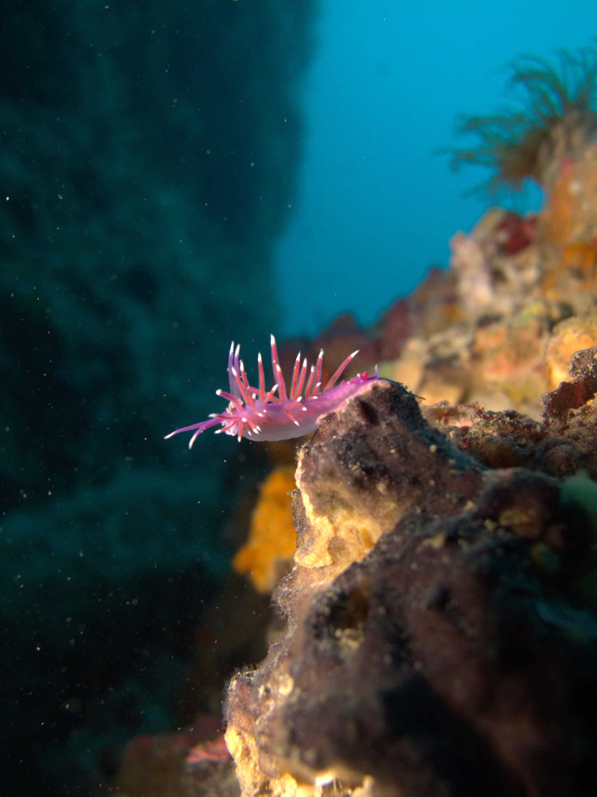 Flabellina Pedata, Nudibranch