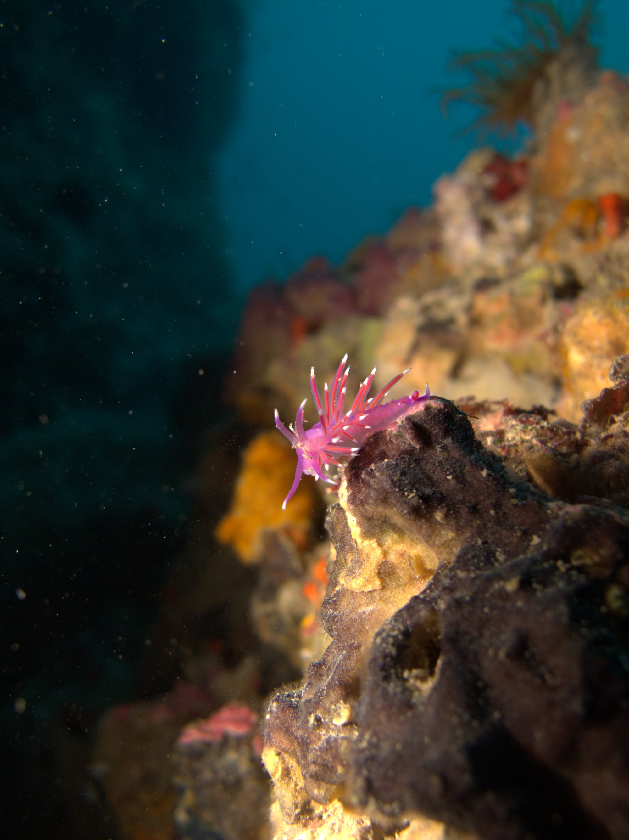 Nudibranch