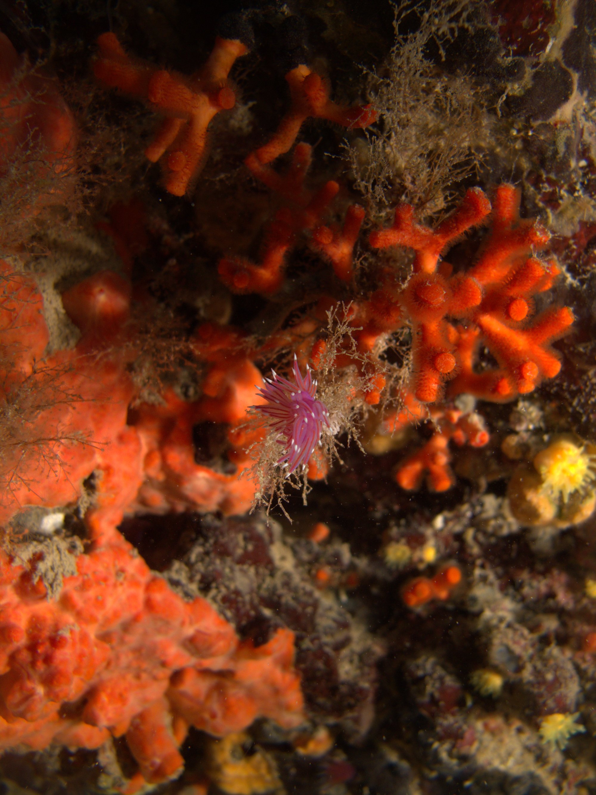 Nudibranch