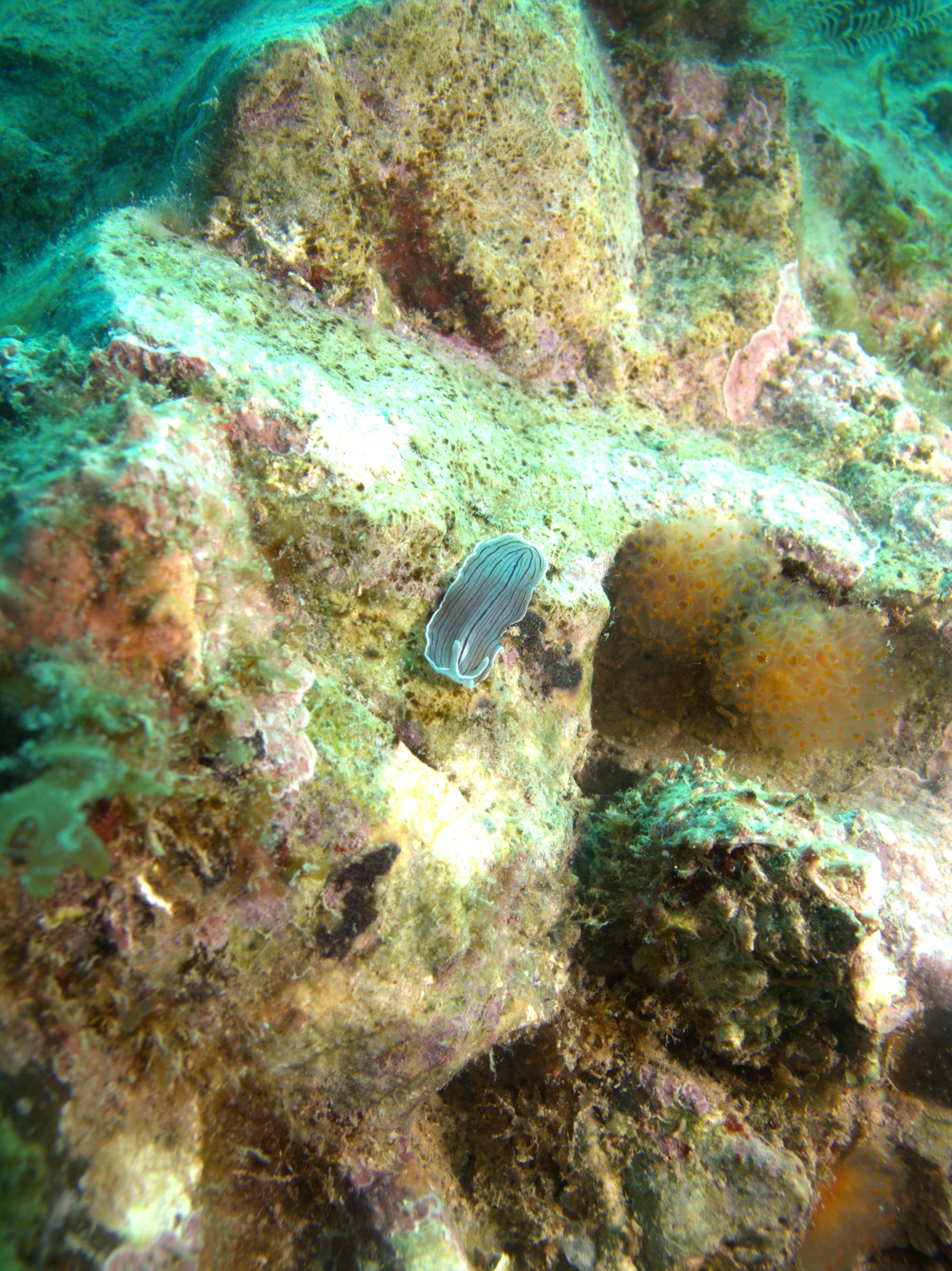 Nudibranch, Prostheceraeus Vittatus