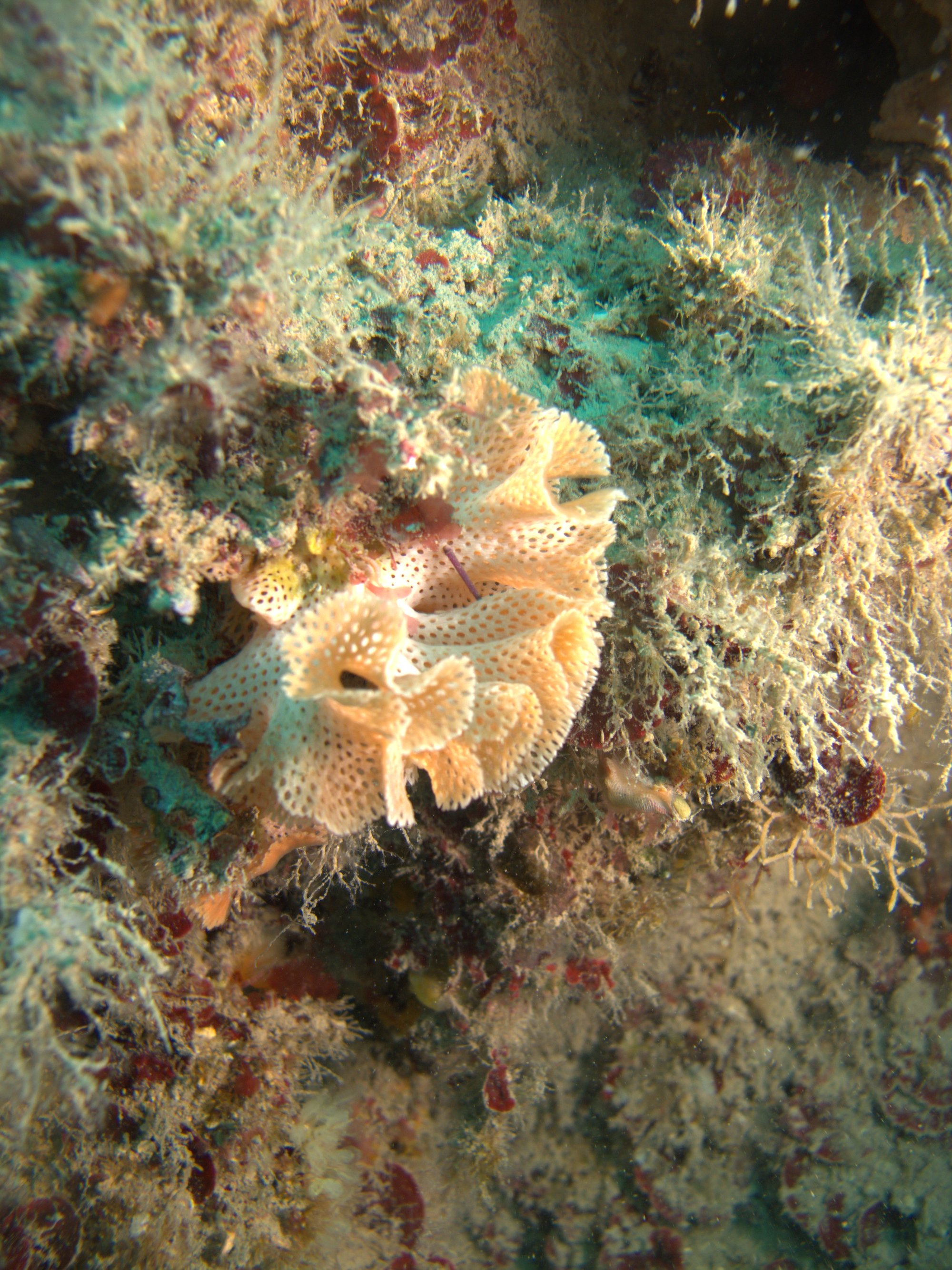 Coral, Encaje De Neptuno, Sertella Septentrionalis