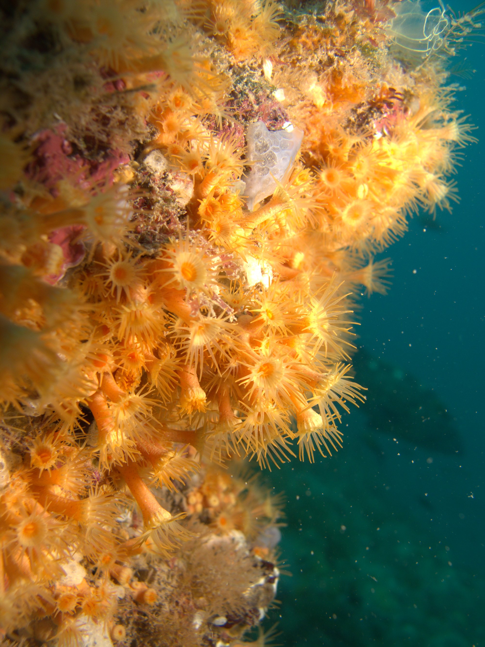 Astroides Calycularis, Coral Naranja