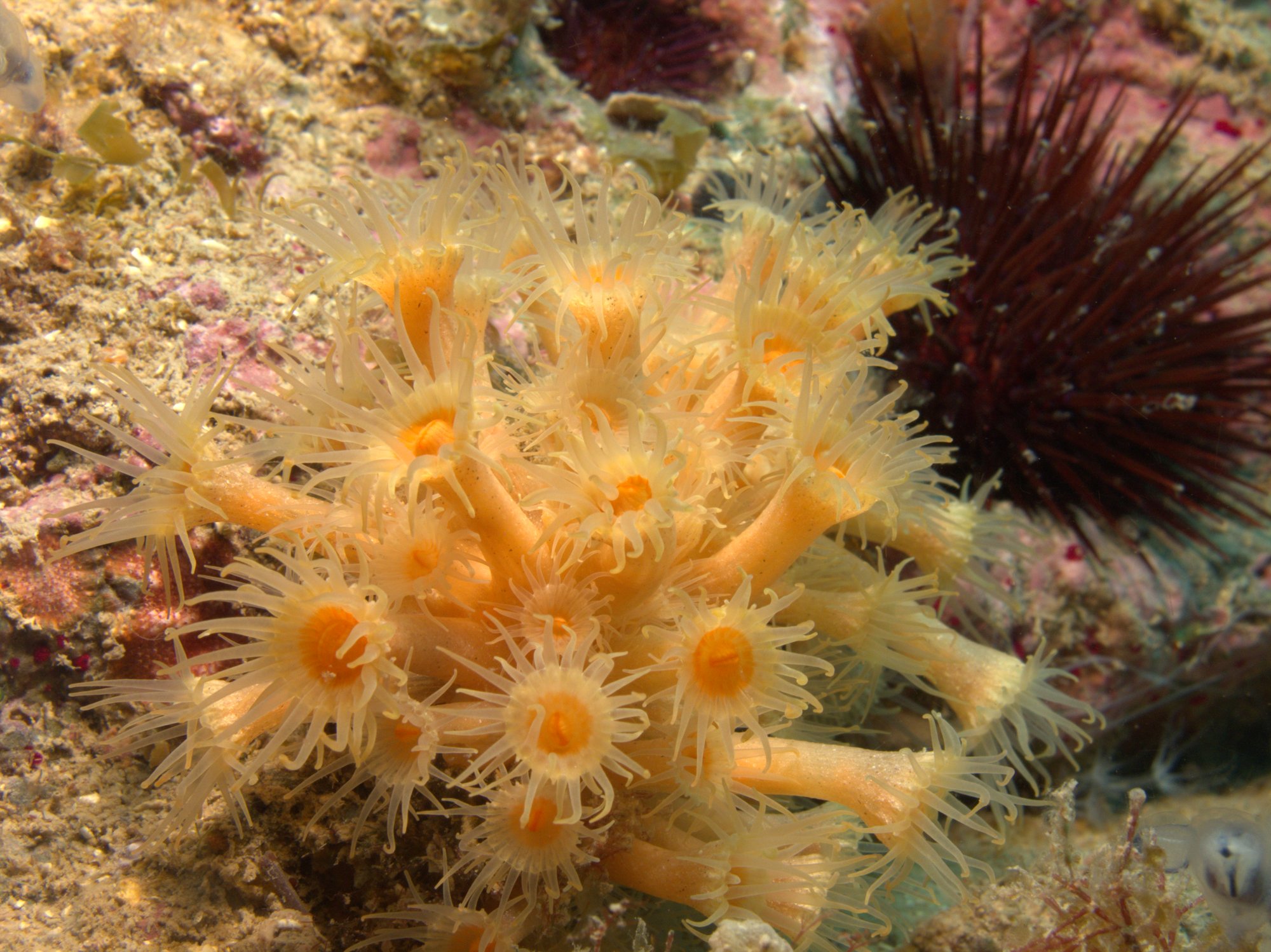 Astroides Calycularis, Coral Naranja
