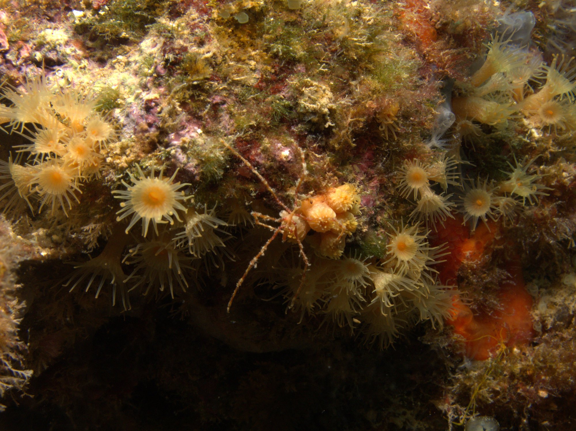 Cangrejo Araña De Patas Largas, Crab, Macropodia Rostrata
