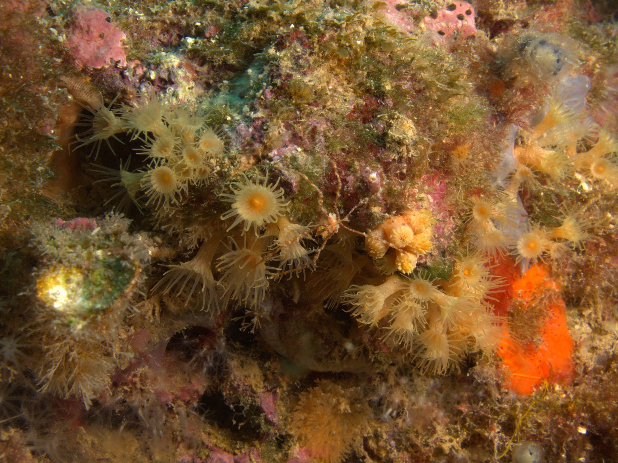Cangrejo Araña De Patas Largas, Crab, Macropodia Rostrata