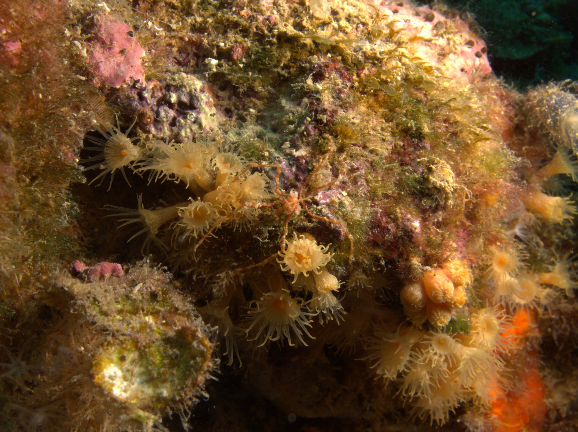 Cangrejo Araña De Patas Largas, Crab, Macropodia Rostrata