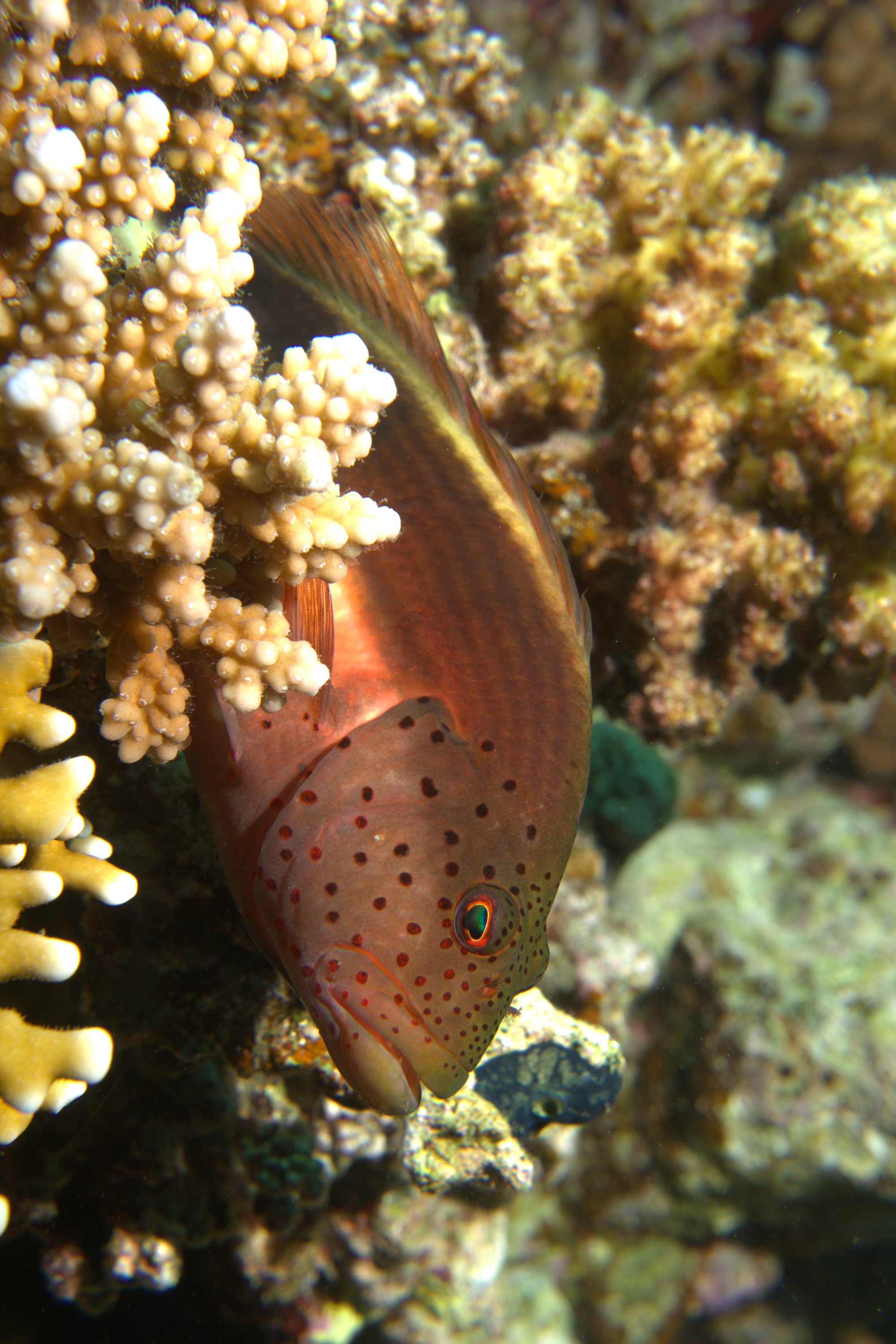 Freckled Hawkfish