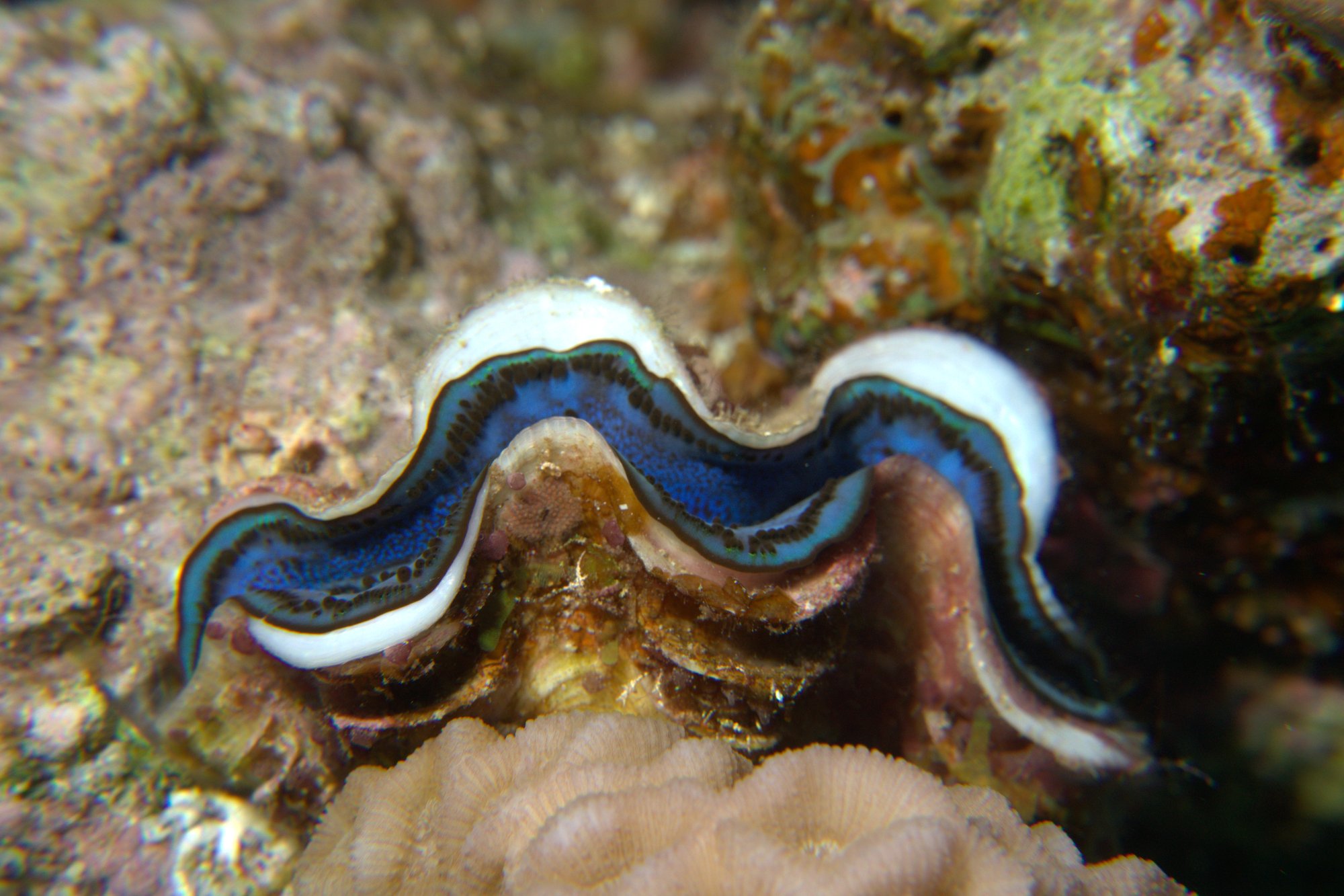 Giant Clam