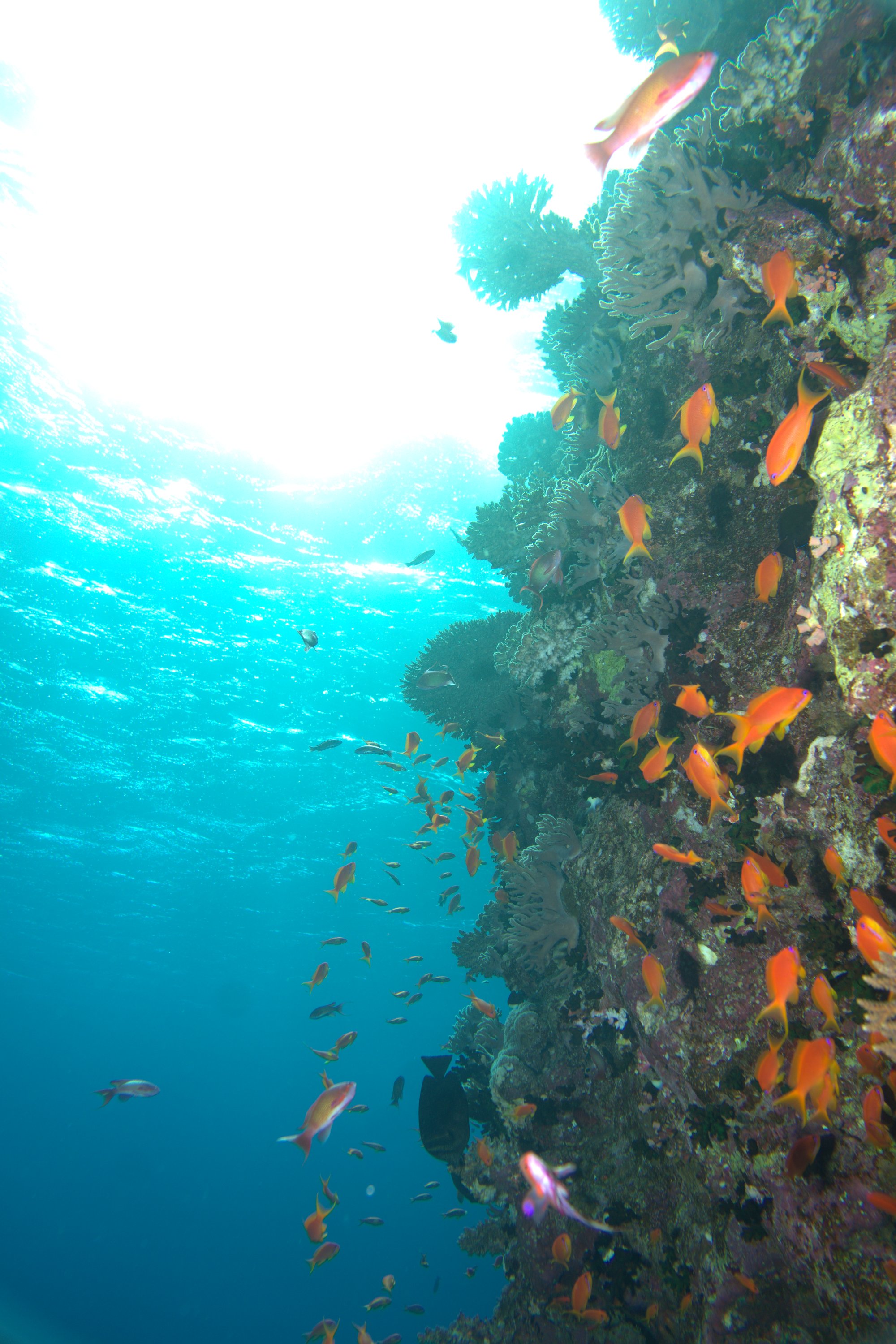 Anthias
