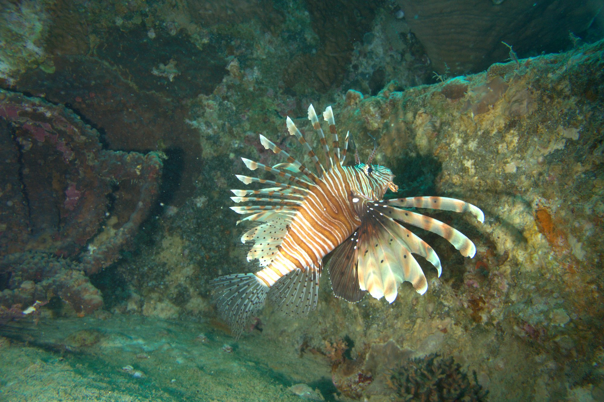 Lionfish