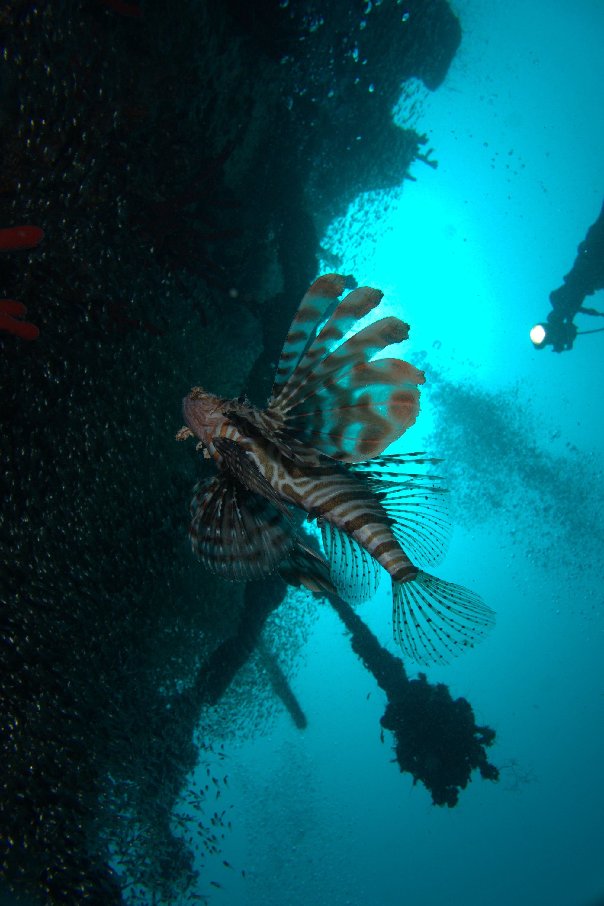 Lionfish