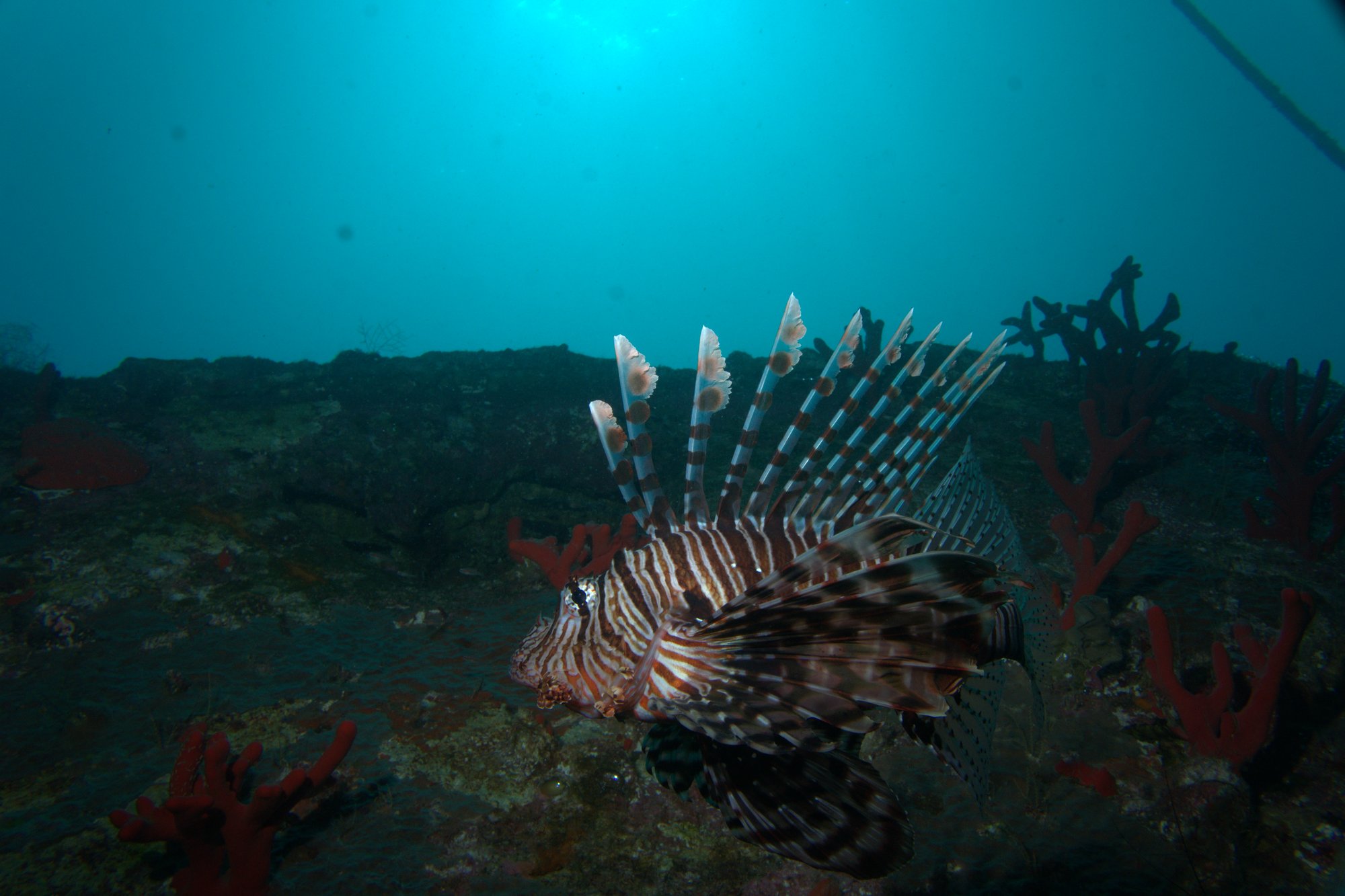 Lionfish