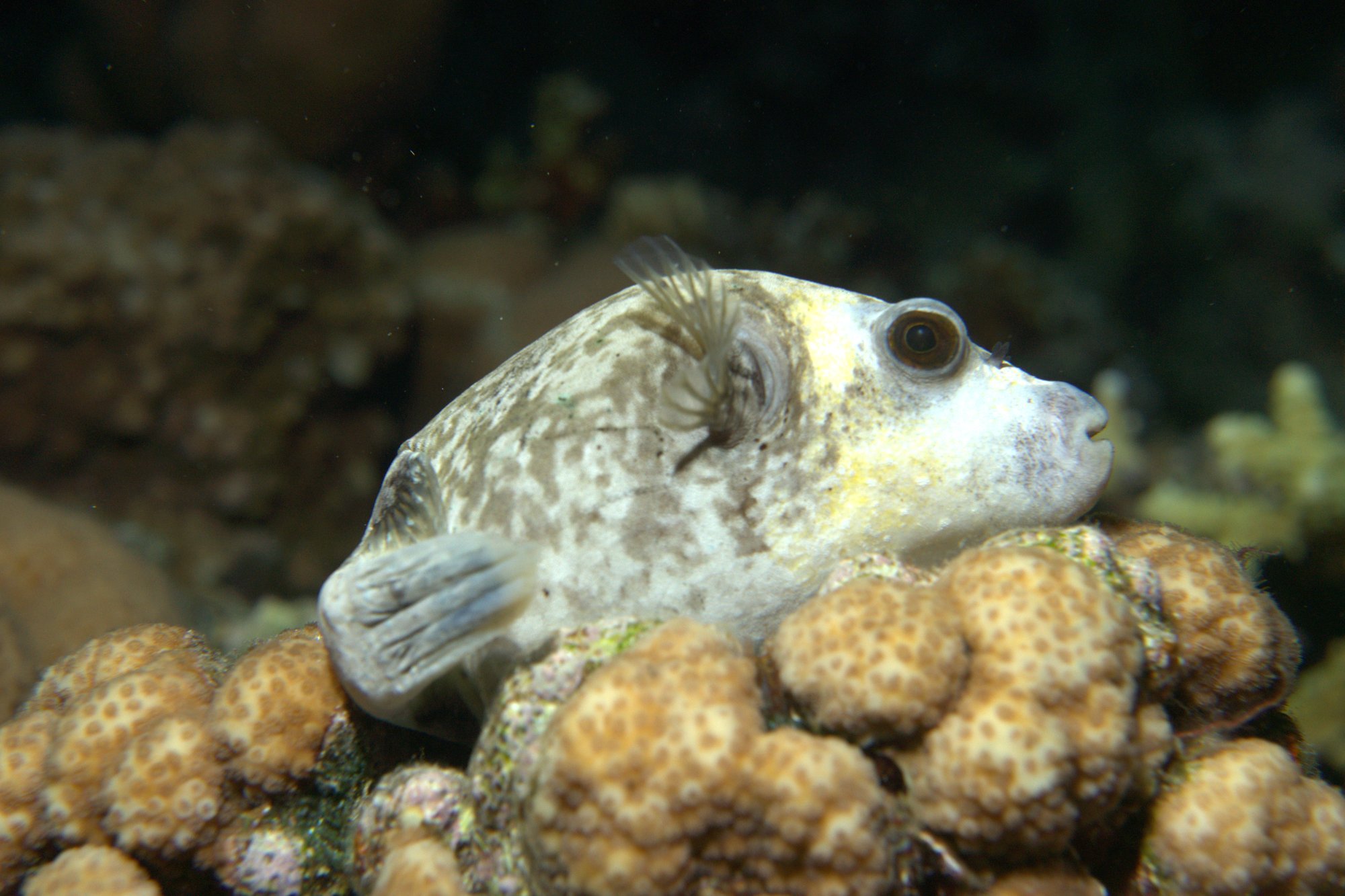 Bufferfish