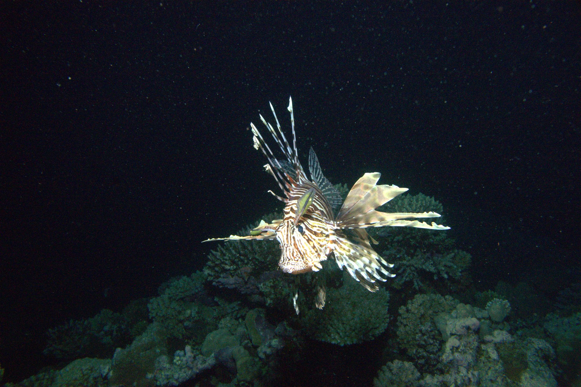 Lionfish