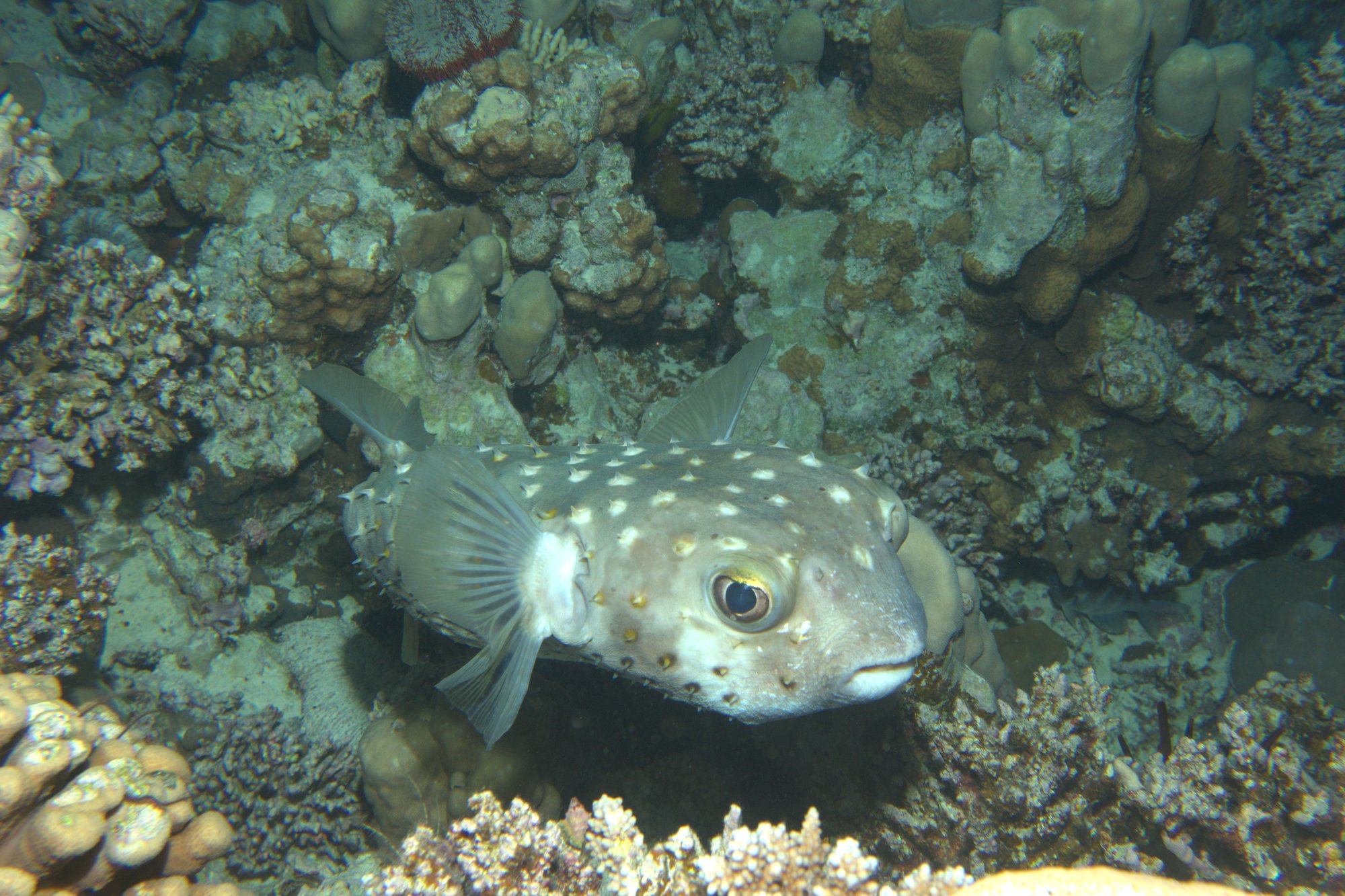 Porcupinefish