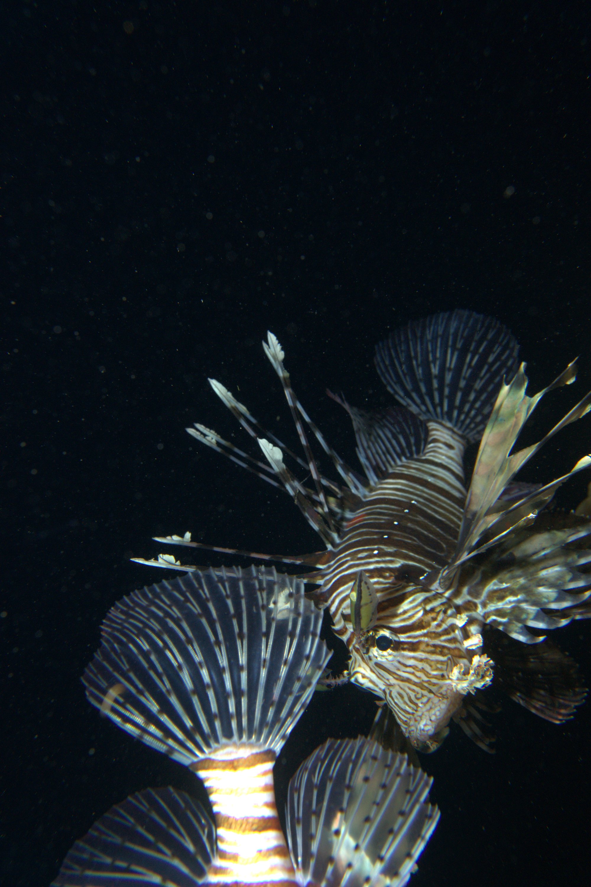 Lionfish