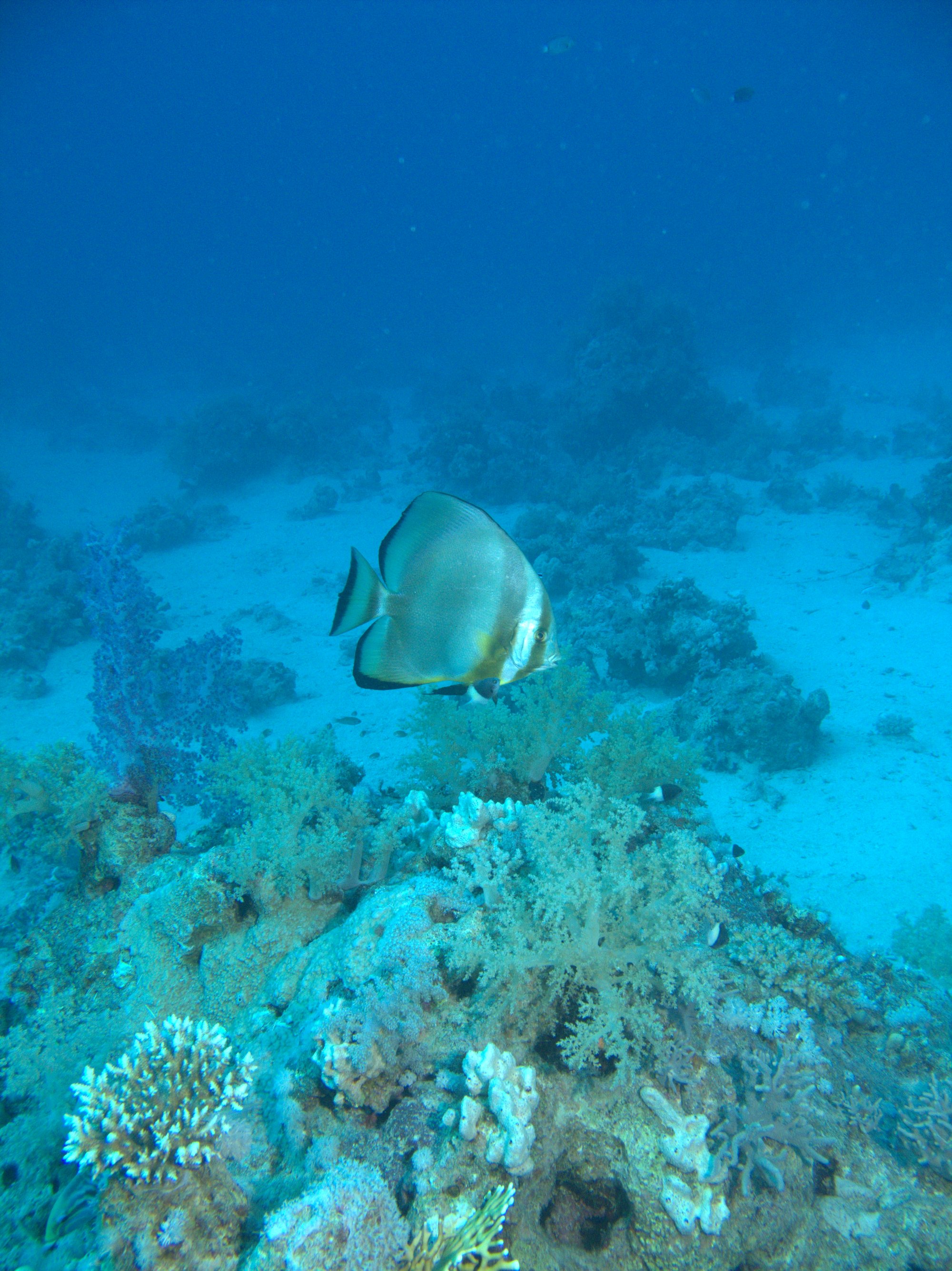 Batfish