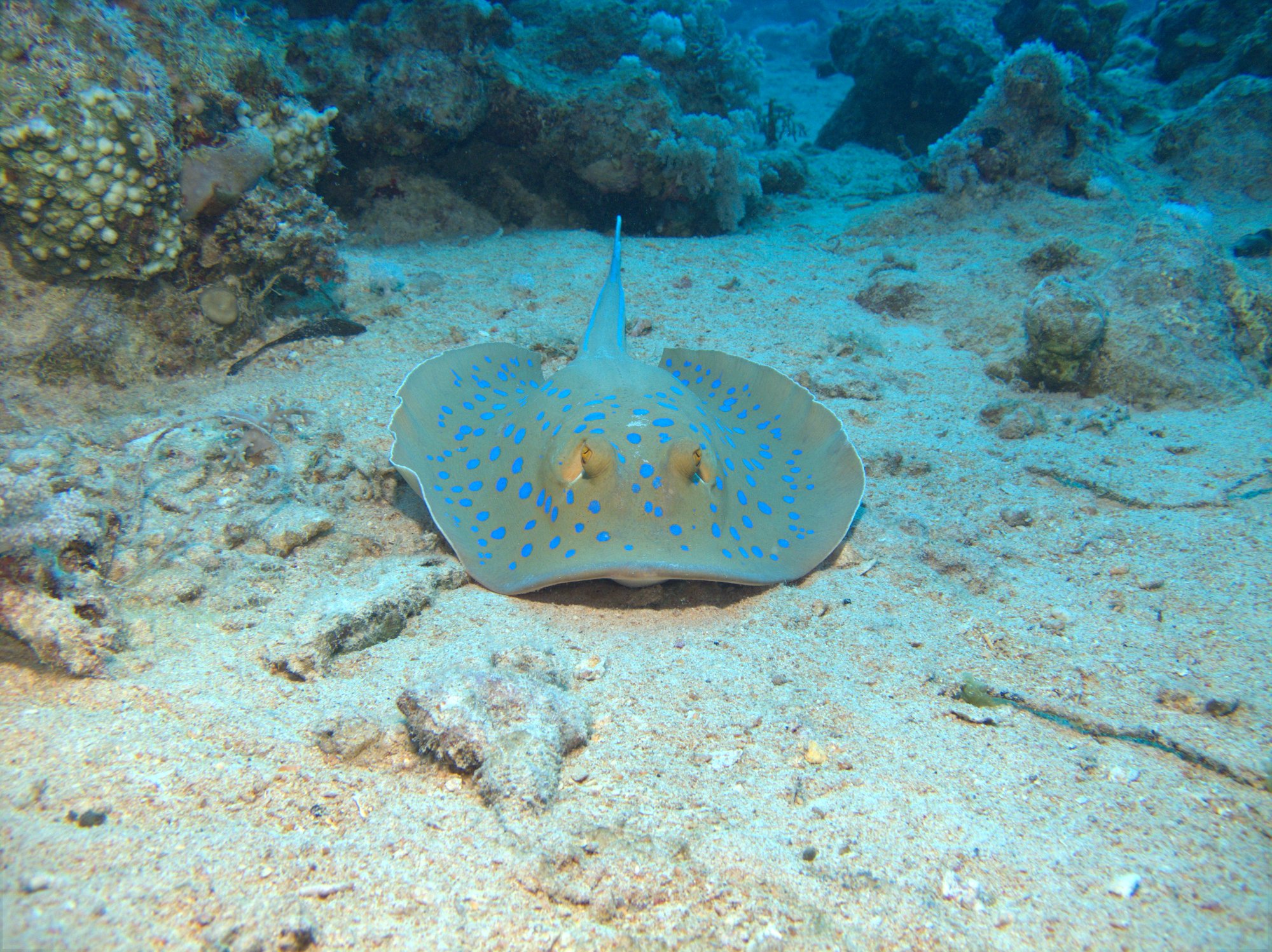 Blue Spotted Ray, Ray