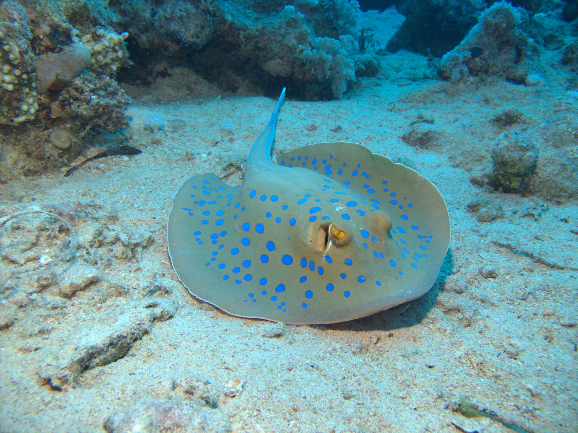 Blue Spotted Ray, Ray
