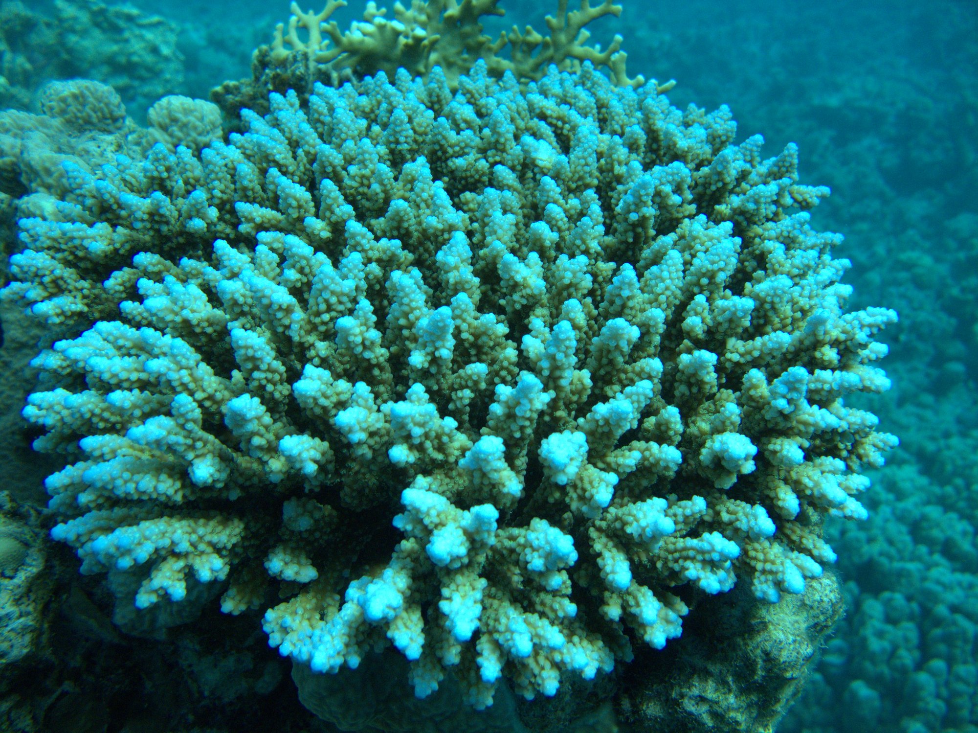 Acropora