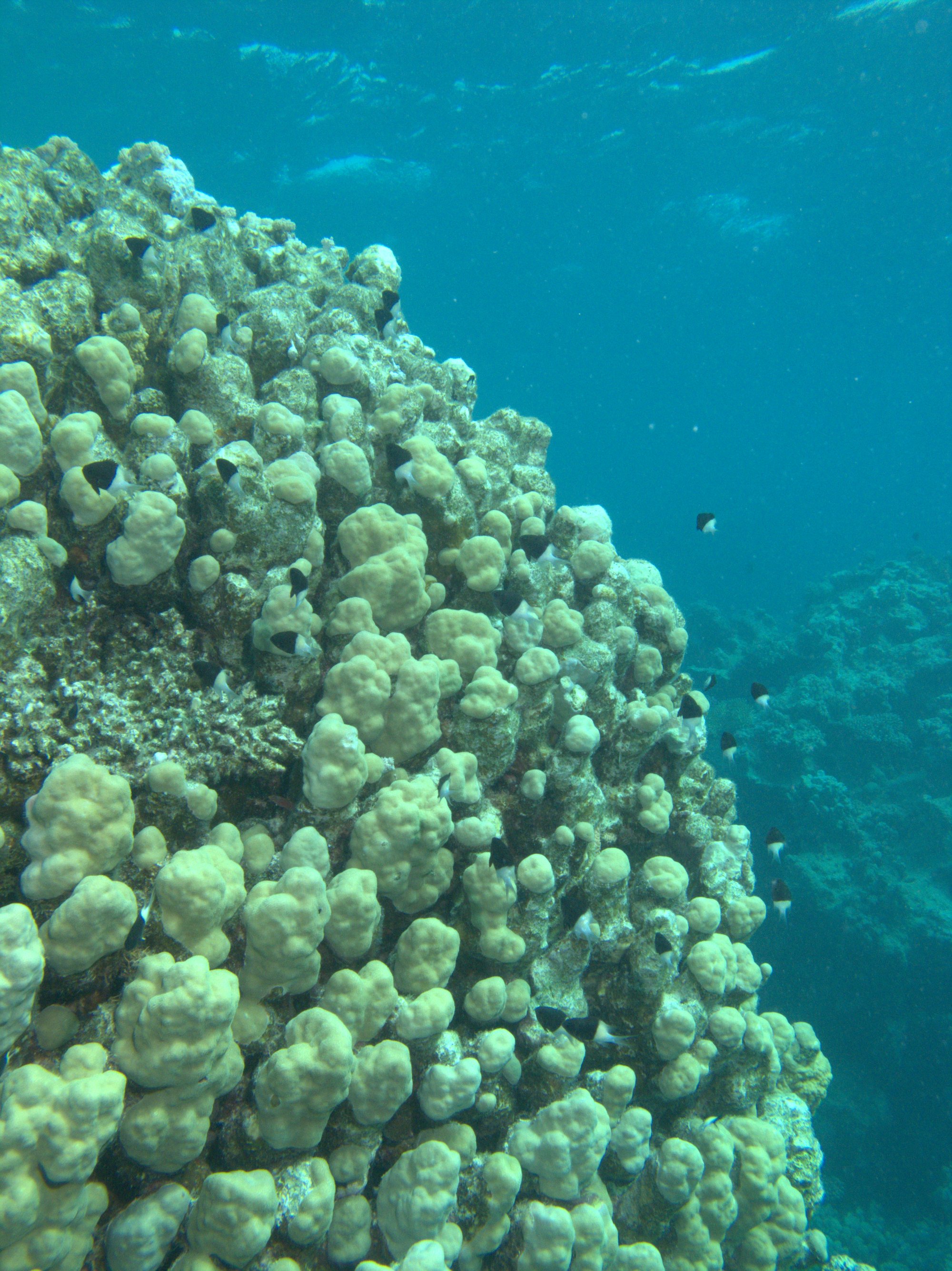 Half-And-Half Chromis
