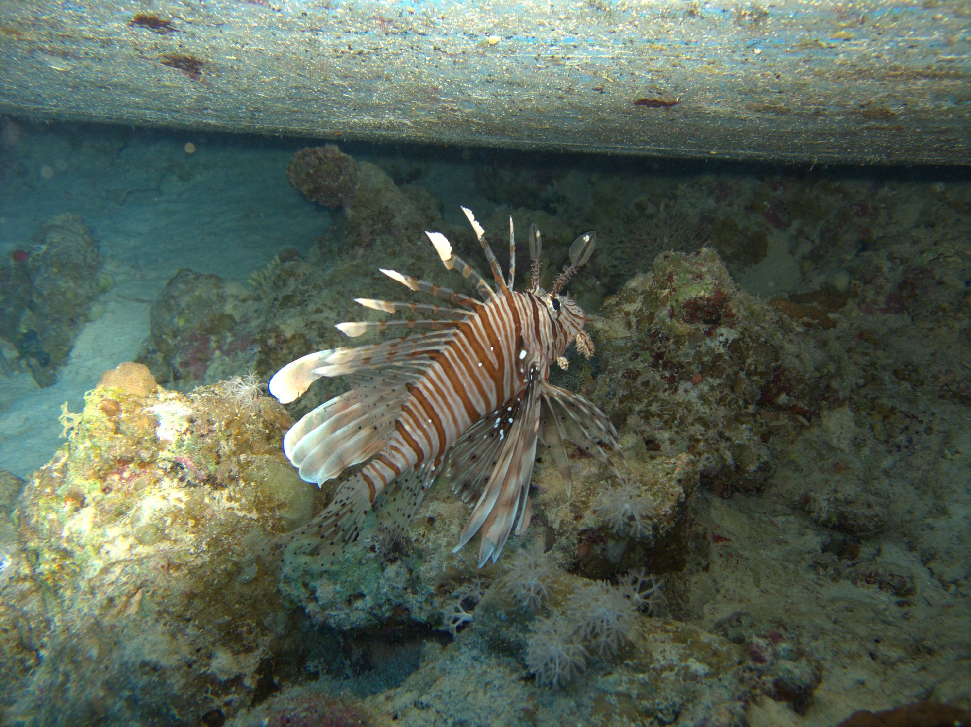 Lionfish