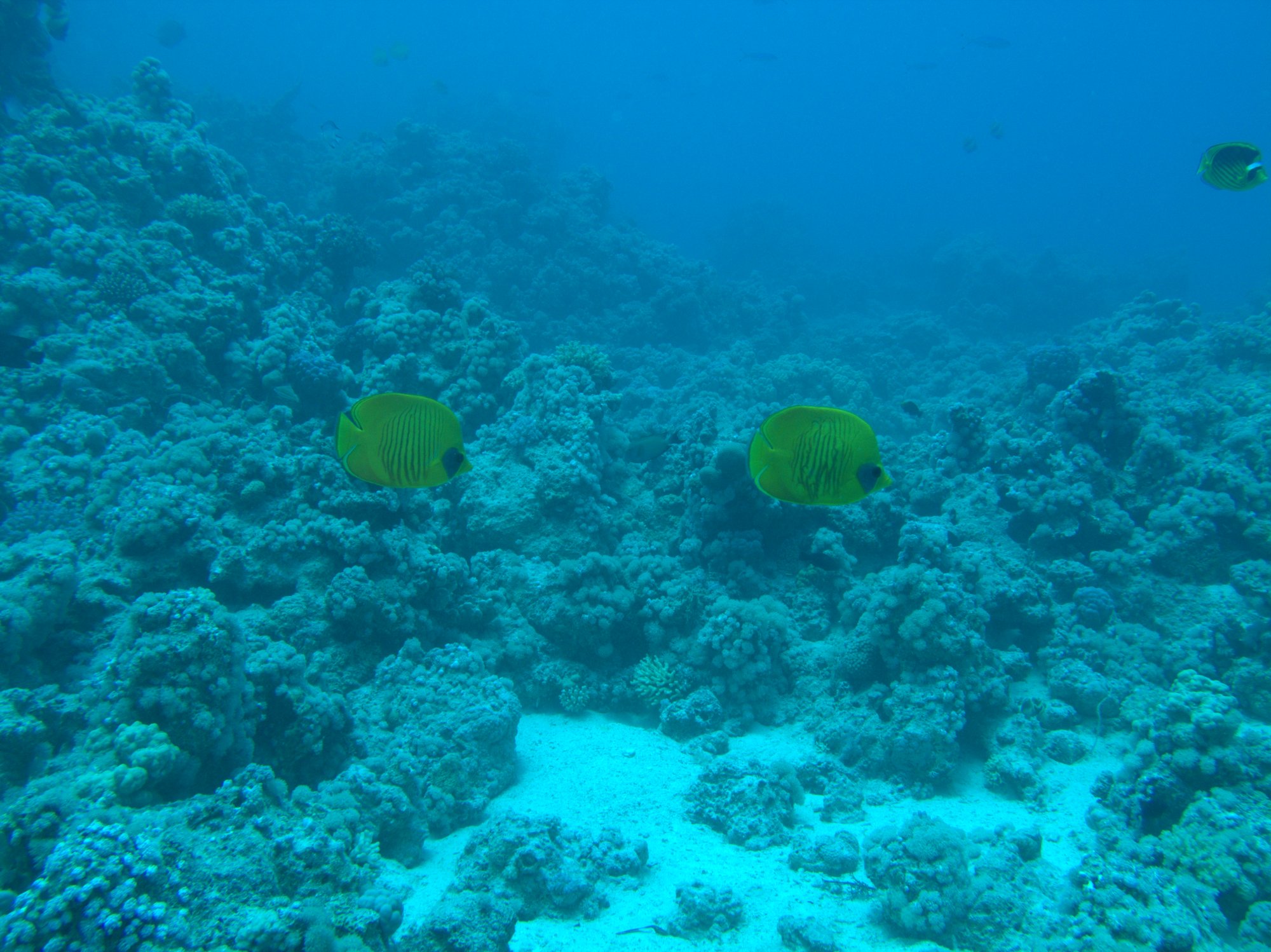 Butterflyfish, Masked Butterflyfish