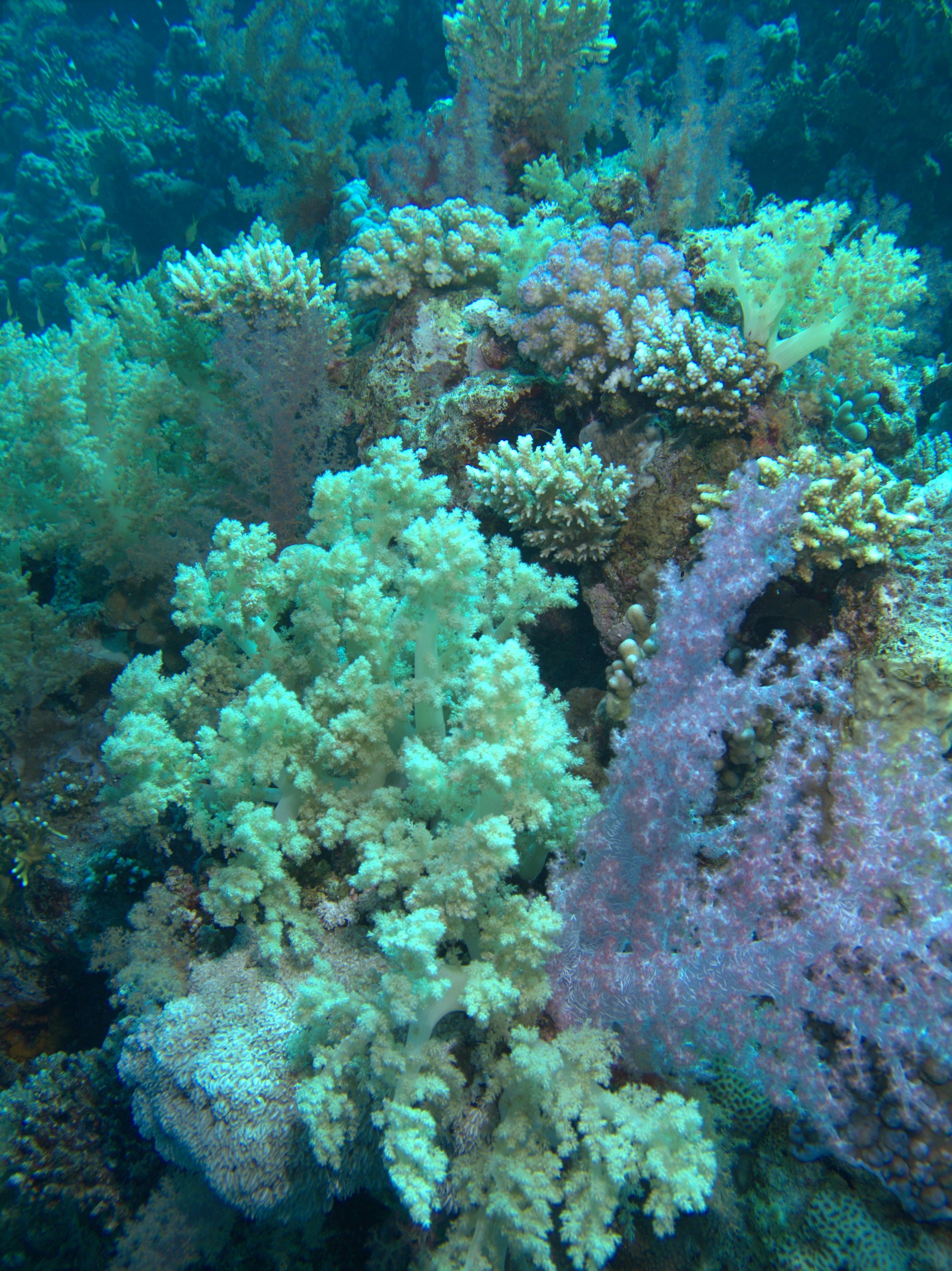 Soft Coral