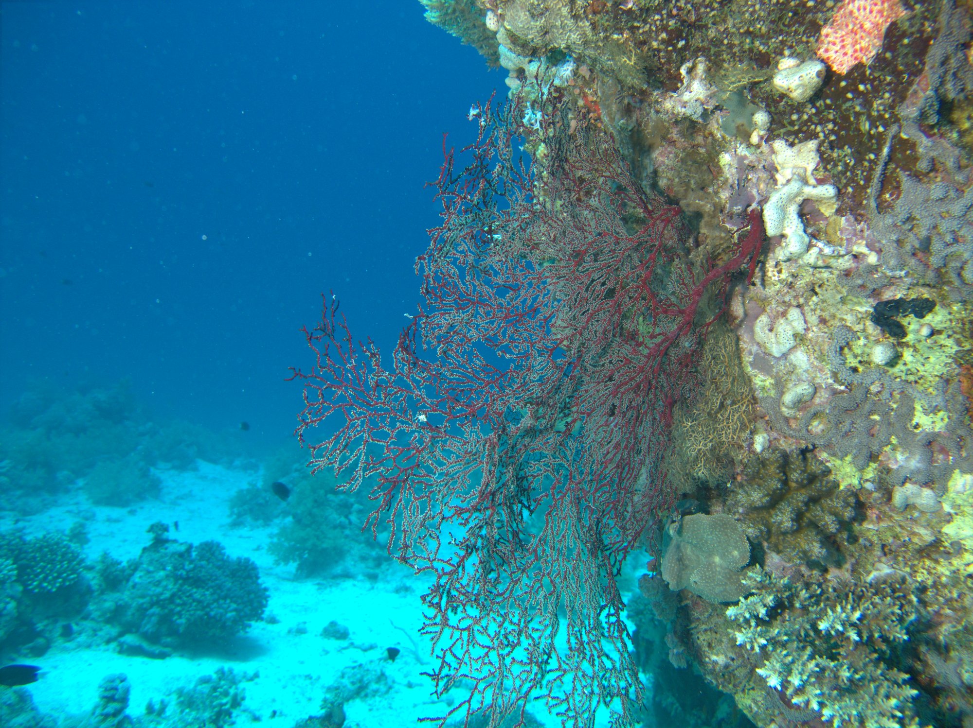Sea Fan