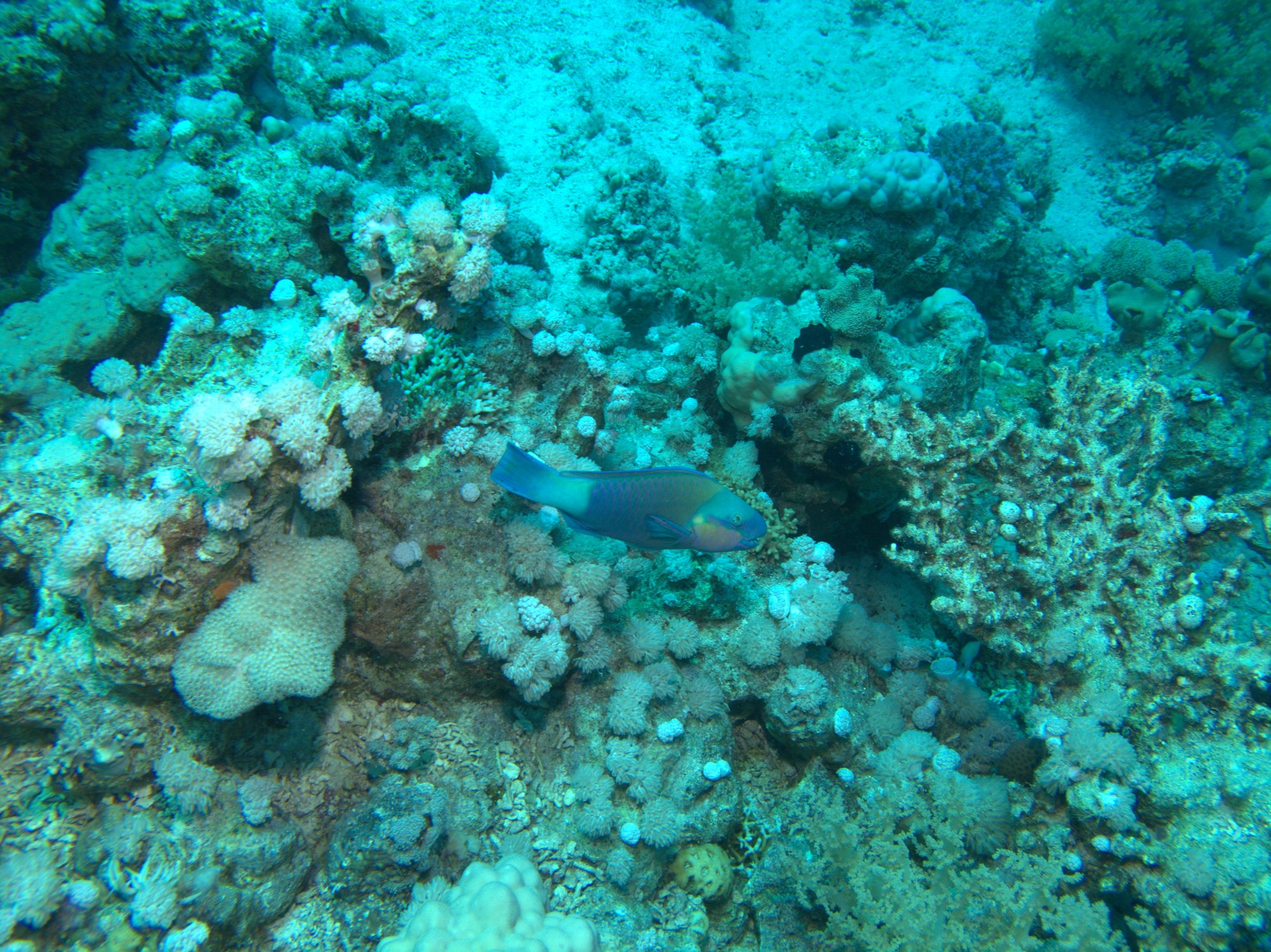 Bullet Head Parrotfish, Parrotfish