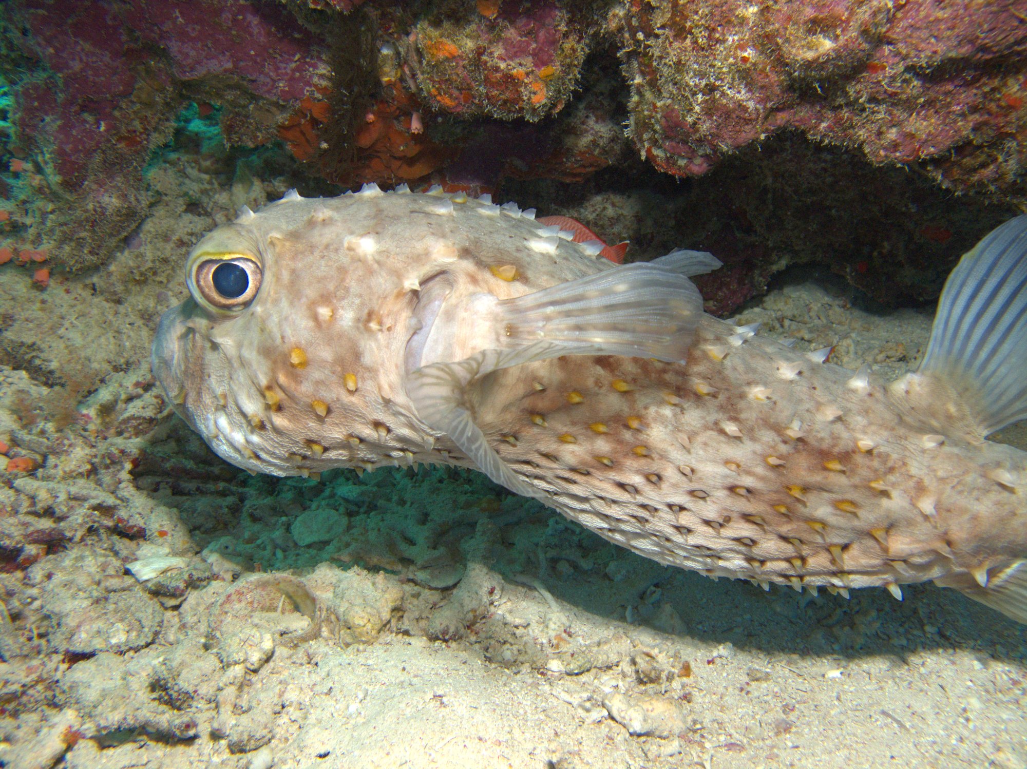 Porcupinefish