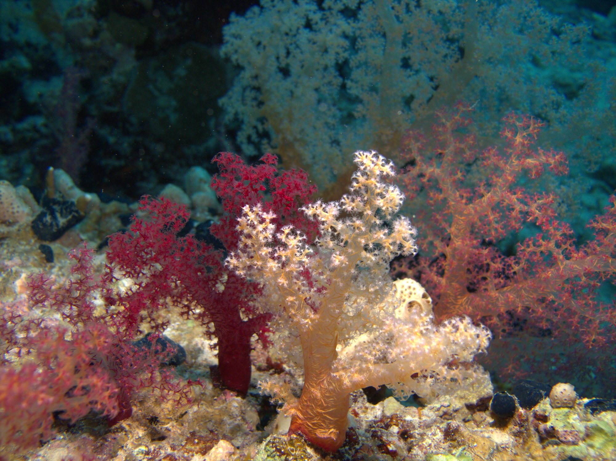 Soft Coral