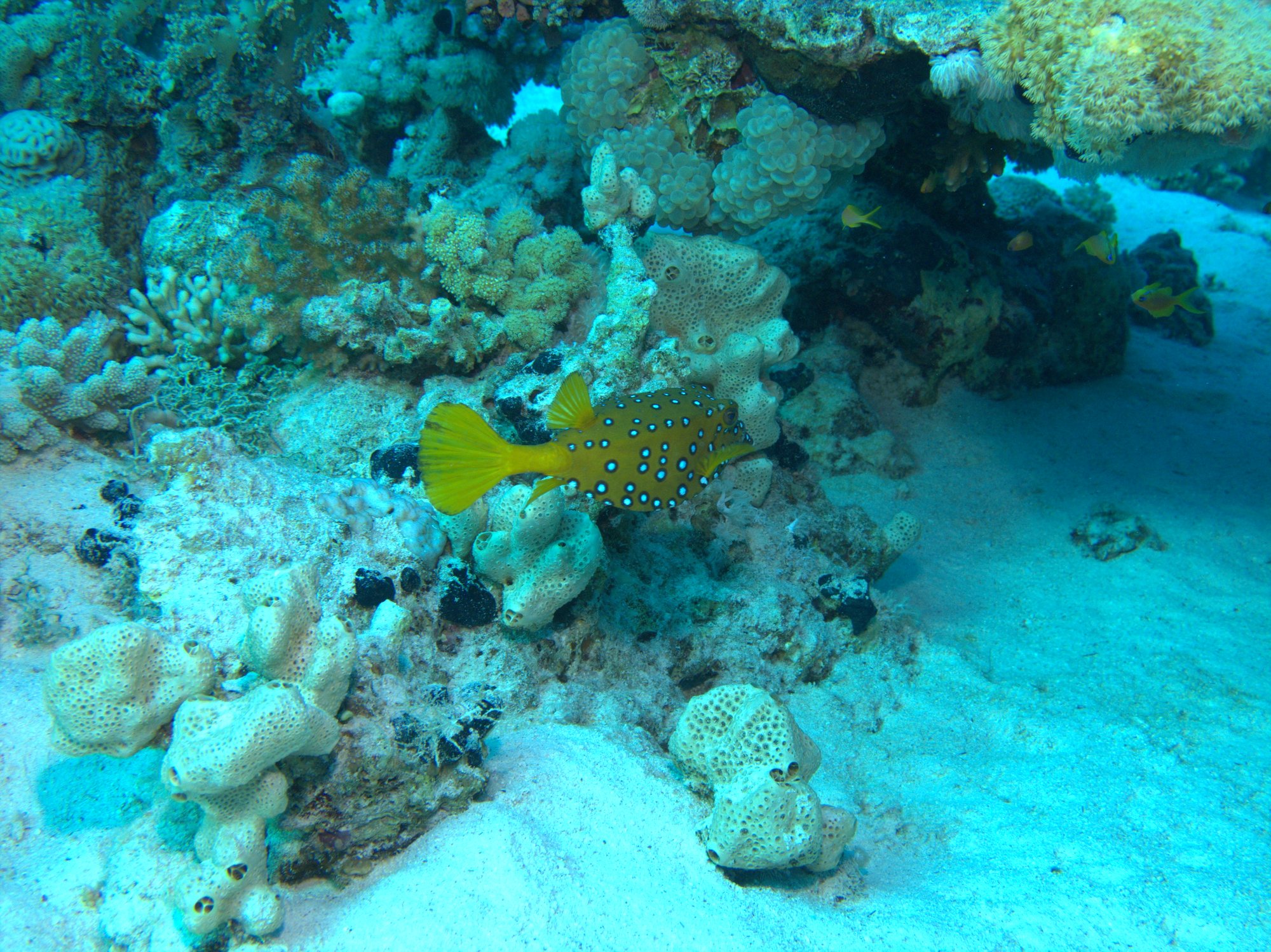 Boxfish